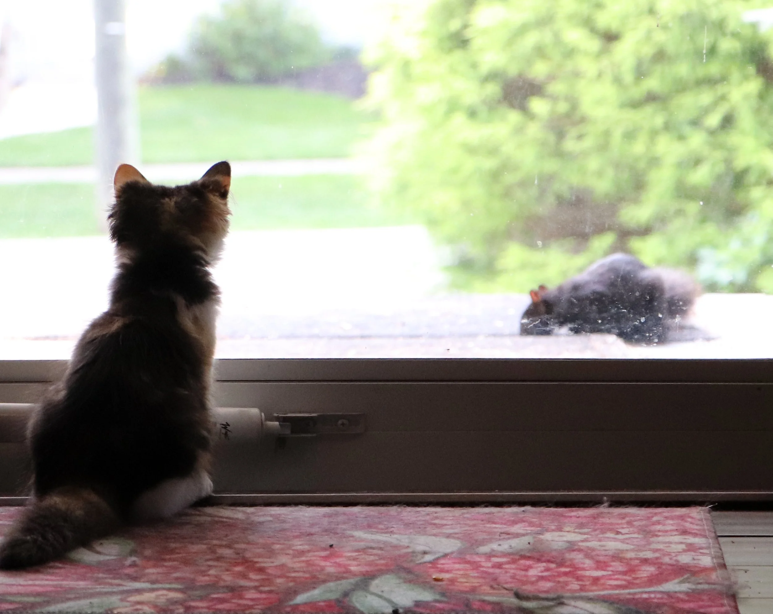 Calico Cat Cat illustration combines artistic creativity with a love for felines. From digital designs to traditional sketches, artists explore cats' elegance and playfulness. With the rise of online art platforms, illustrators can showcase their cre