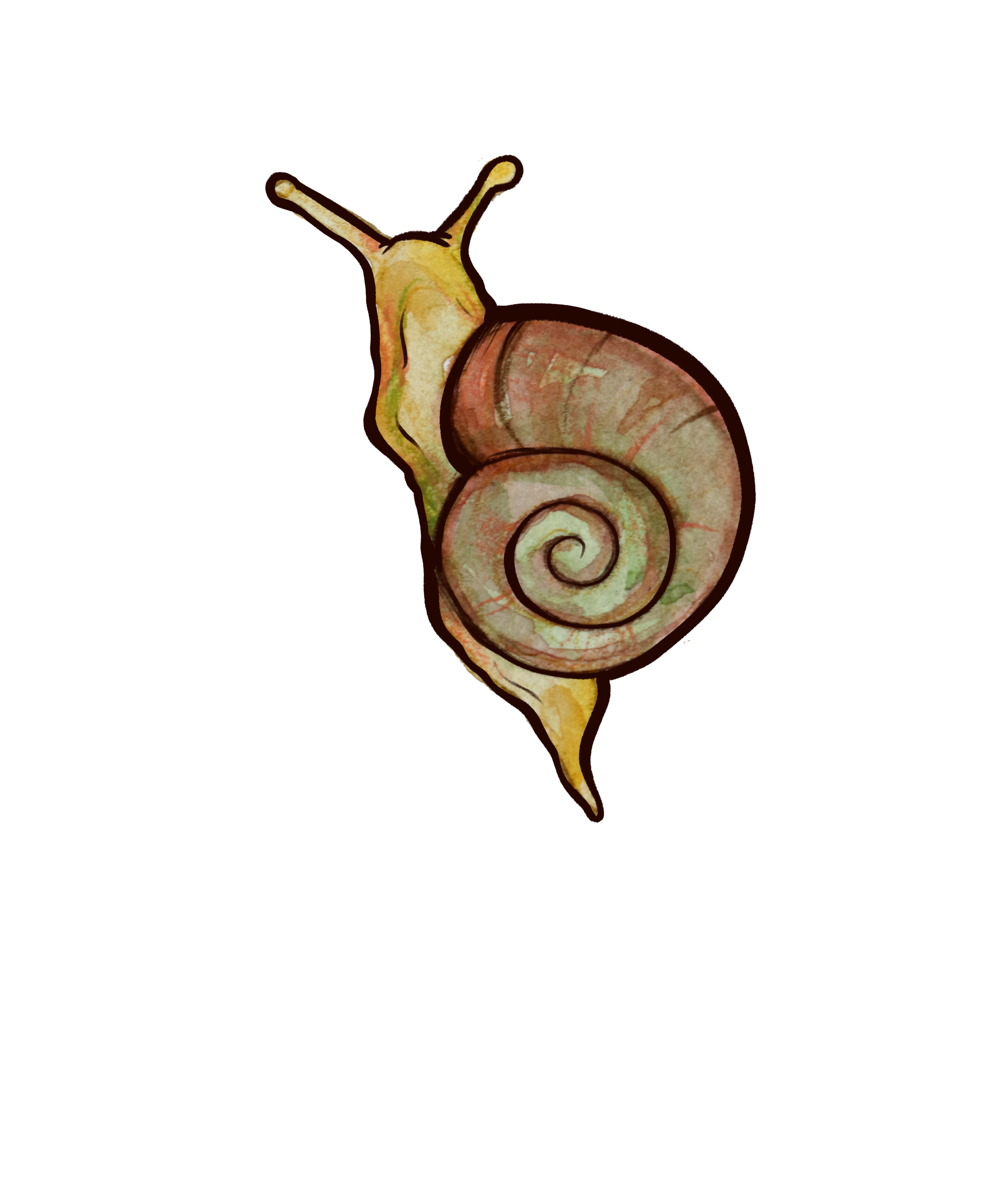 Watercolor illustration of a snail with a brown, spiral shell and a yellowish-green body.