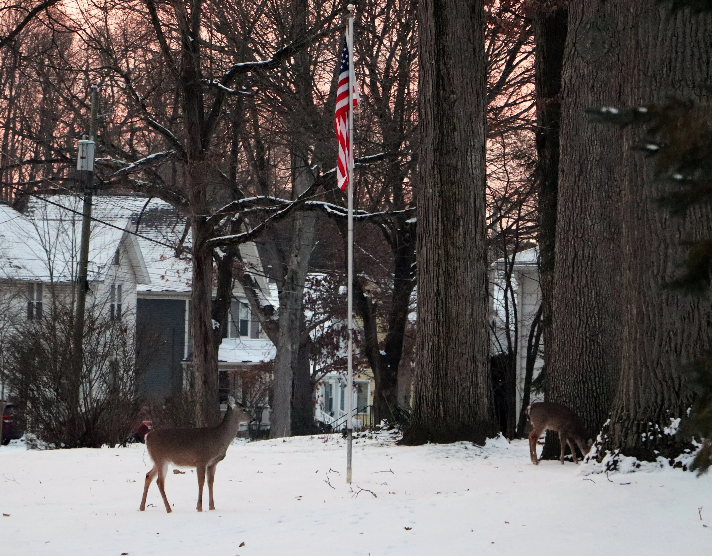 
Michigan is a land of beauty where the deer roam freely through the forests and fields in Marshall Michigan a small town known for its charm and natural wonders Michiganders embrace the winter with resilience and warmth bundling up as snow blankets 