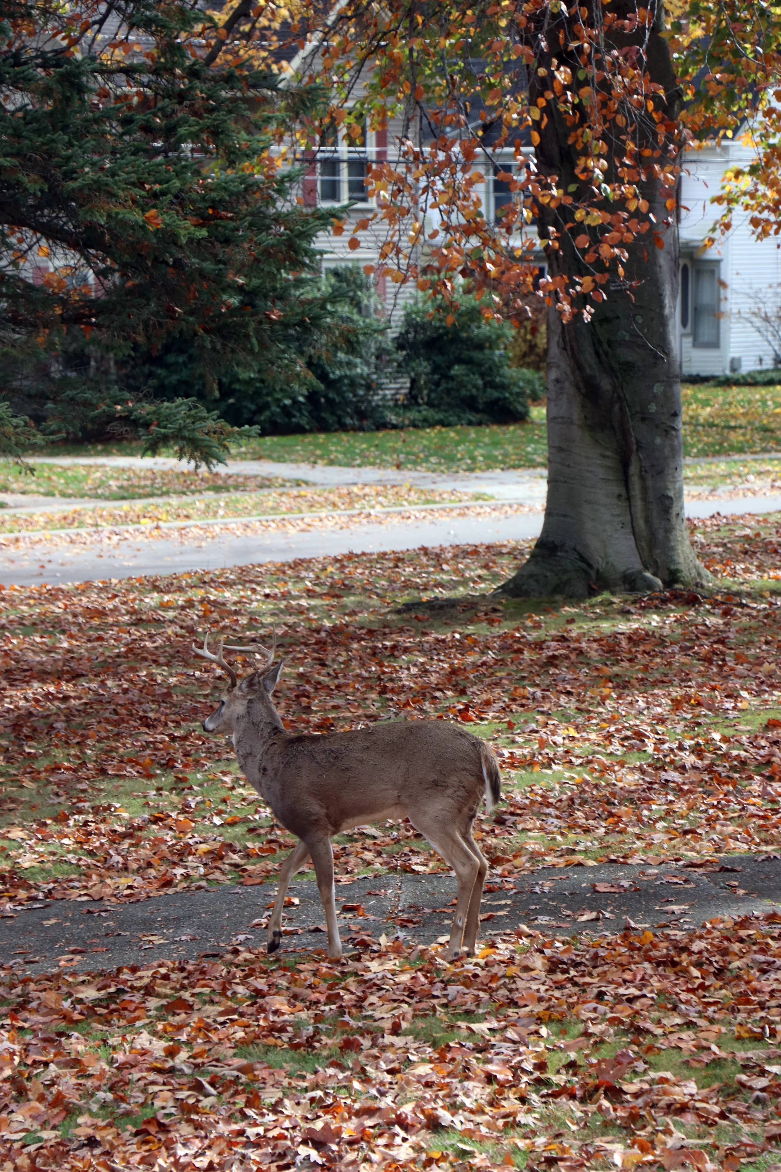 White Tailed Deer Buck