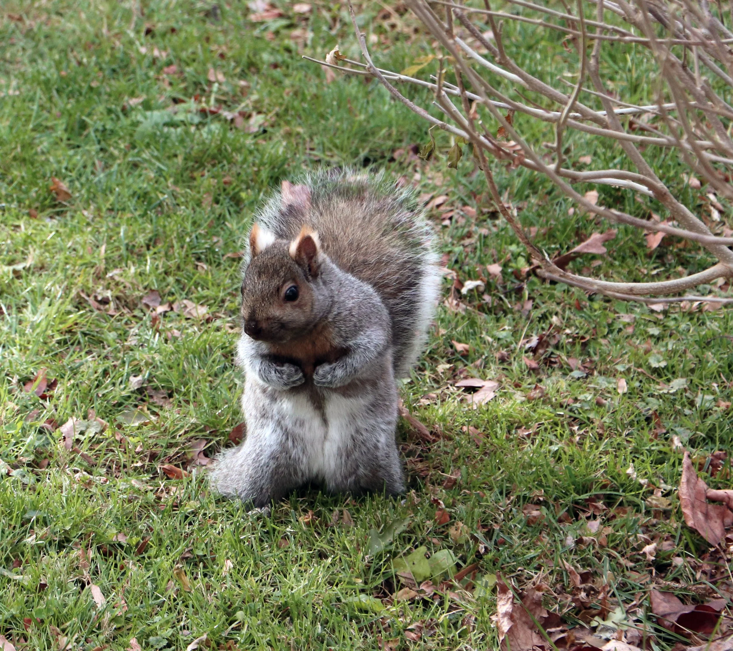 A squirrel standing on green grass, with hands close to its mouth and a bush with bare branches in the background.