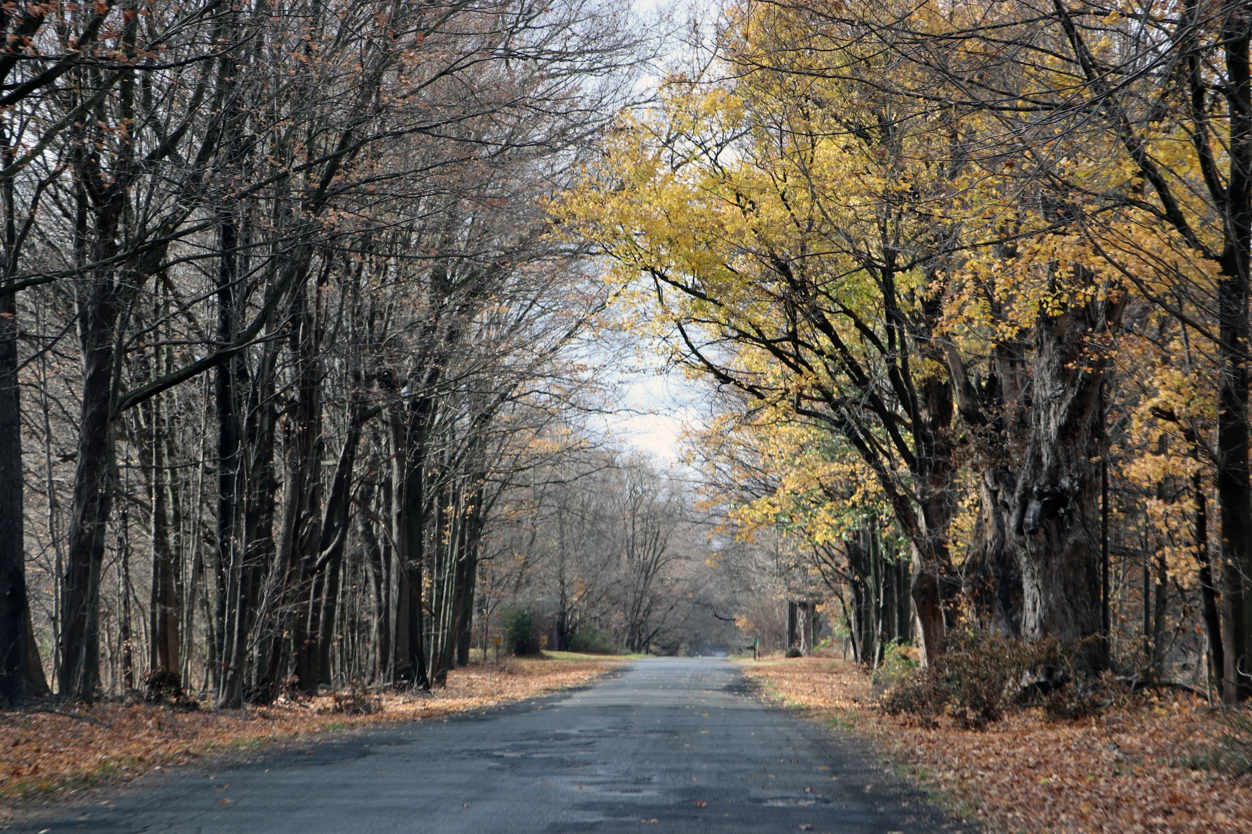 Autumn in Marshall Michigan is a golden embrace where leaves whisper secrets of the changing seasons the air crisp with nostalgia carries the scent of apples and bonfires streets lined with historic charm glow under amber canopies footsteps crunching