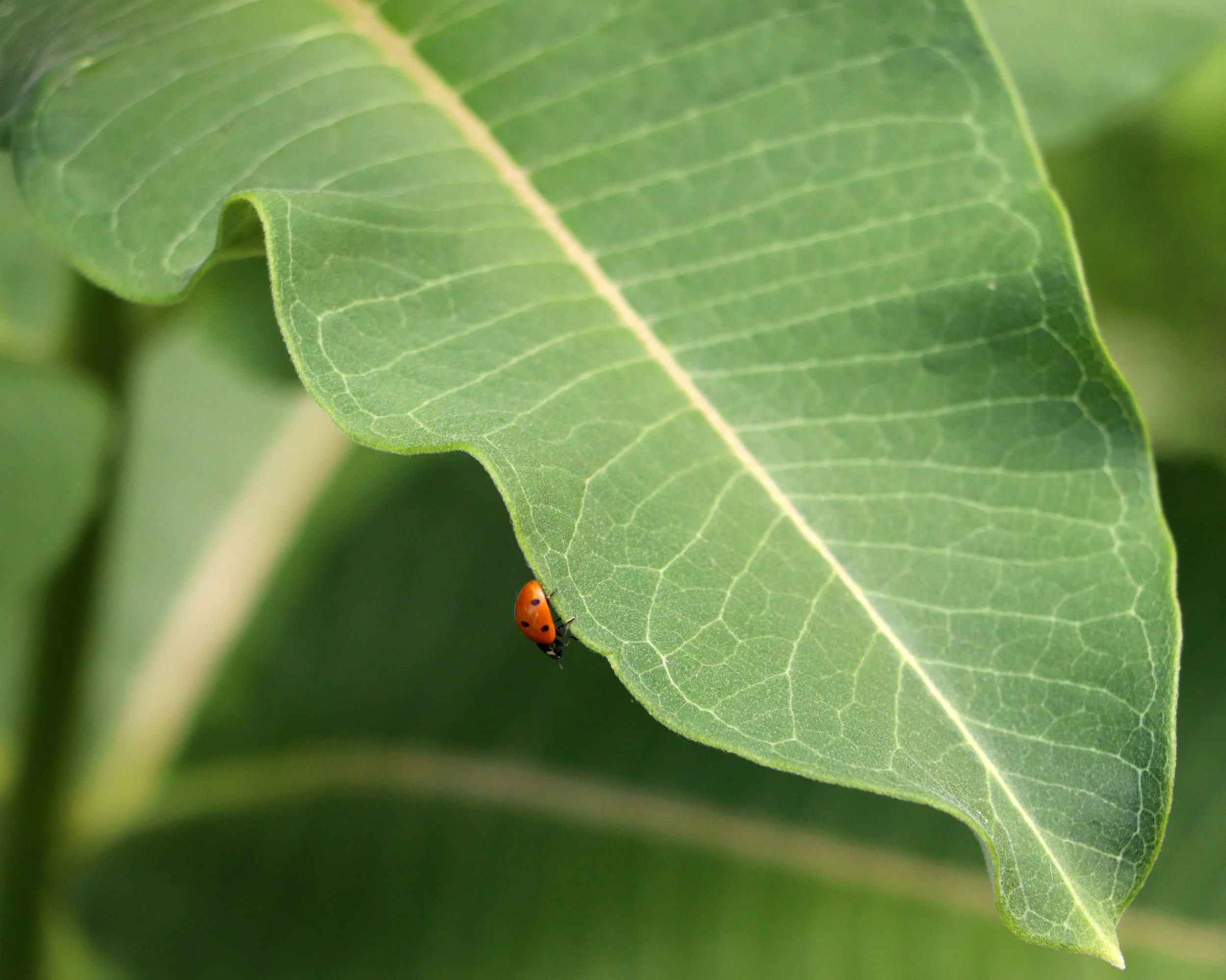 Milkweed