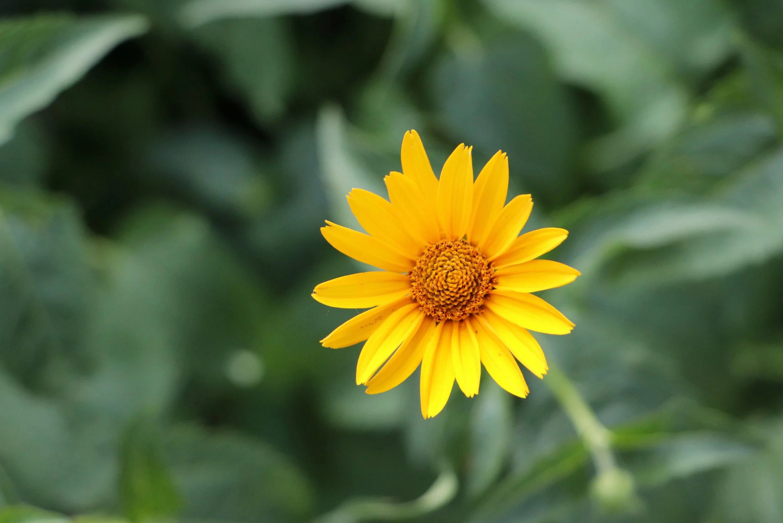 A close-up of a bright yellow flower with green leaves in the background.