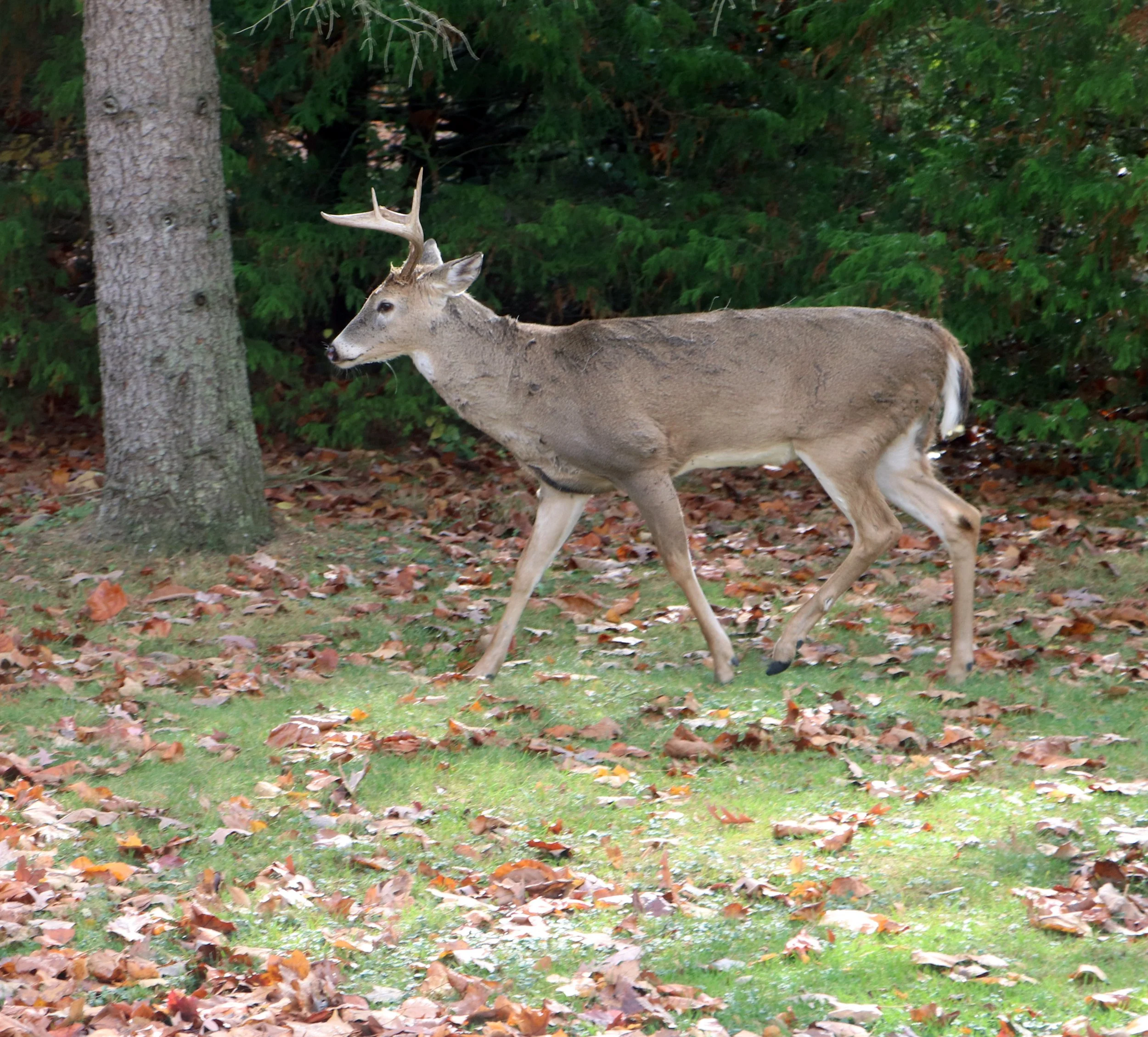 White Tailed Deer Buck