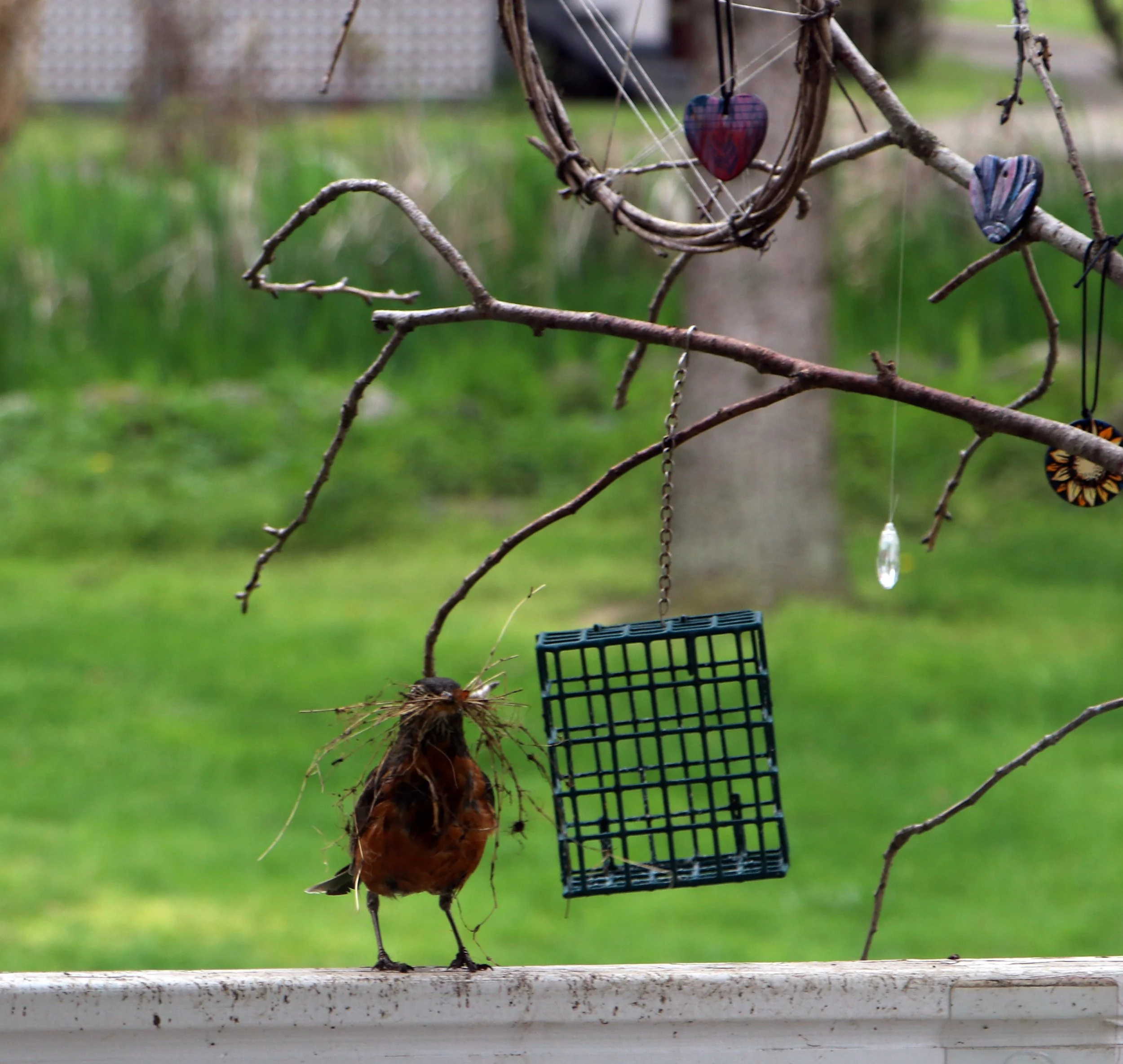 A bird with a large nest in its beak standing on a white railing outdoors, with a tree branch overhead decorated with hanging ornaments and jewelry, and a blurred green background.