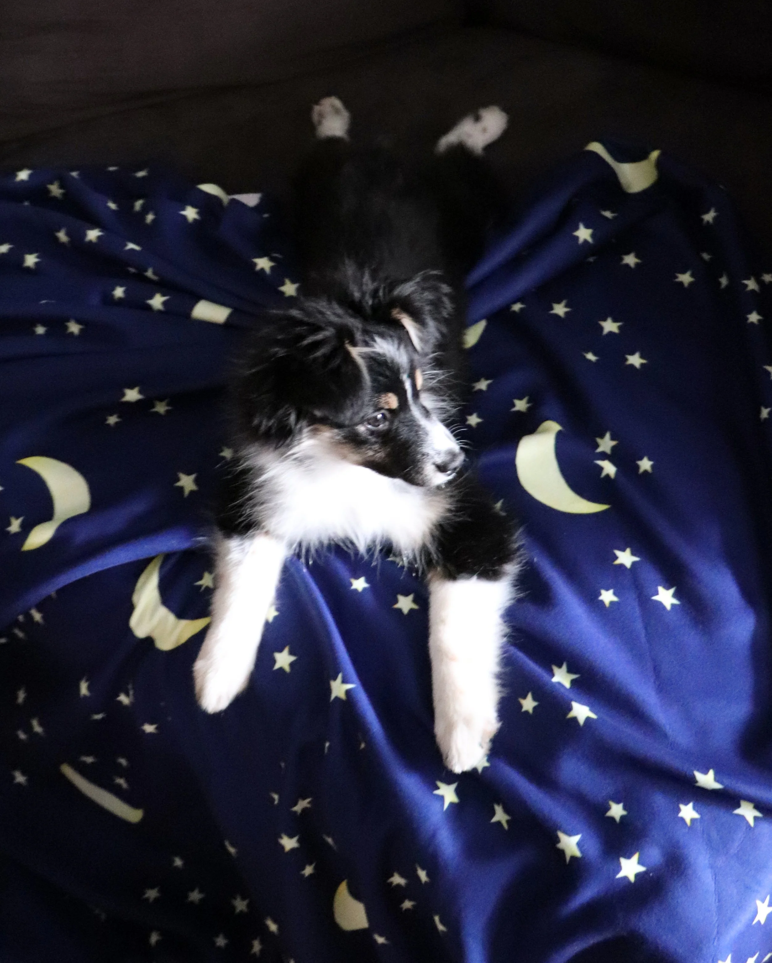 Australian Shepherd Corgi Mix