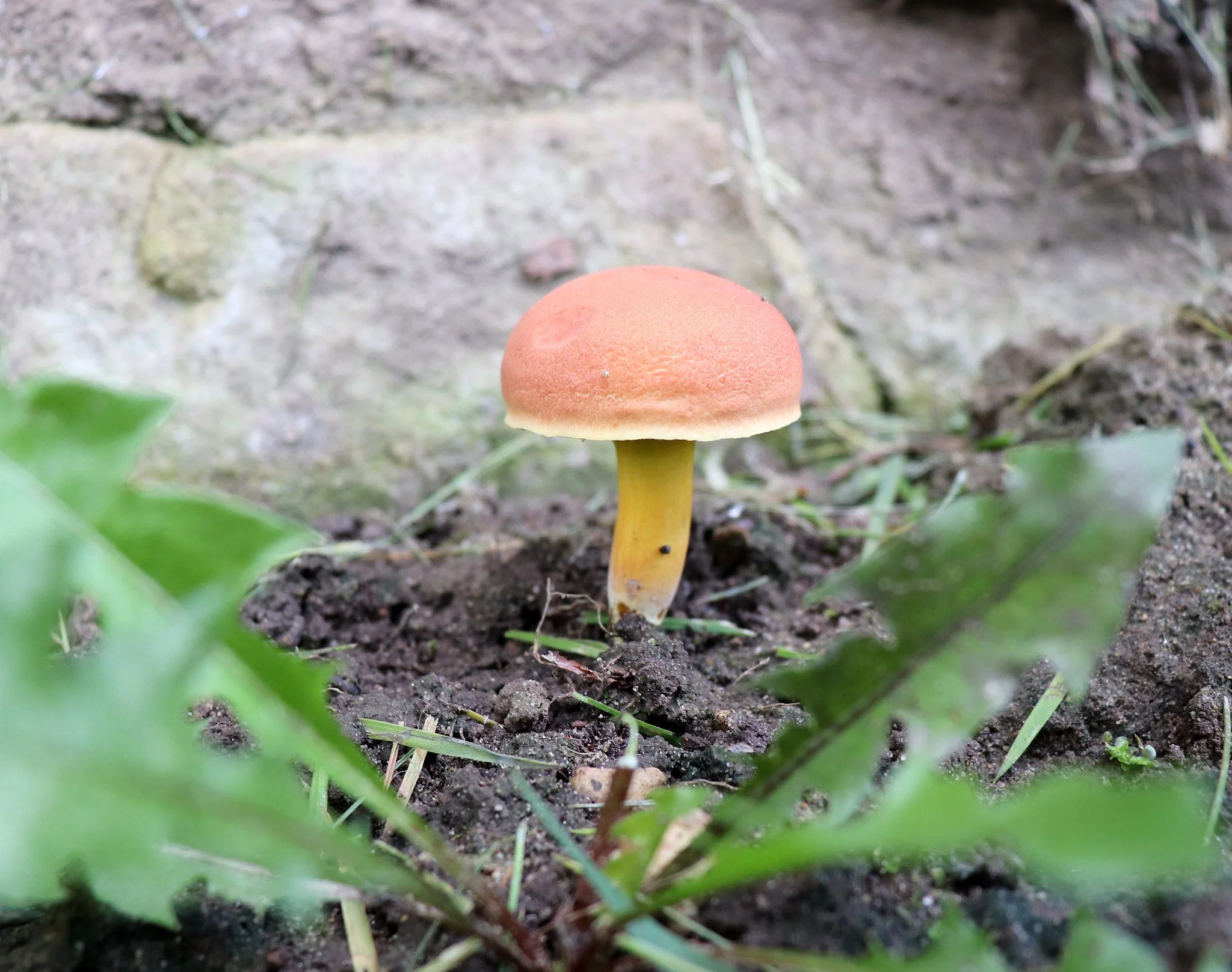 Mushroom foraging is a delightful journey into the world of fungi, where nature's treasures reveal themselves in earthy hues and unique forms. From vibrant caps to delicate gills, each mushroom tells a story of the forest's ecosystem. Foraging connec