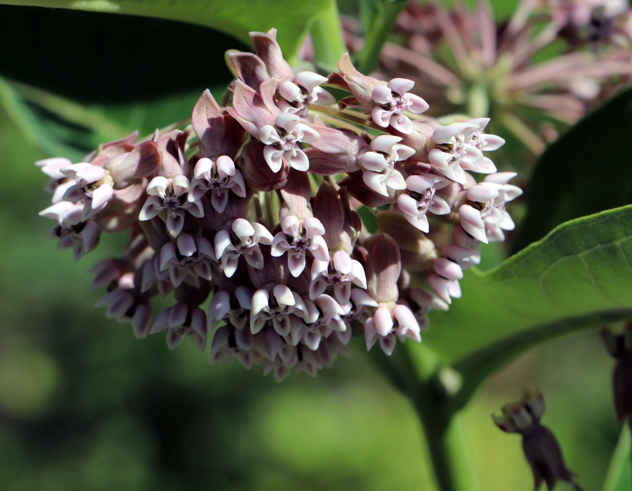 In the quaint meadows of Michigan, these winged wanderers, the butterflies, paint the sky with their whimsical brushstrokes, a living tapestry of splendor for all to behold.