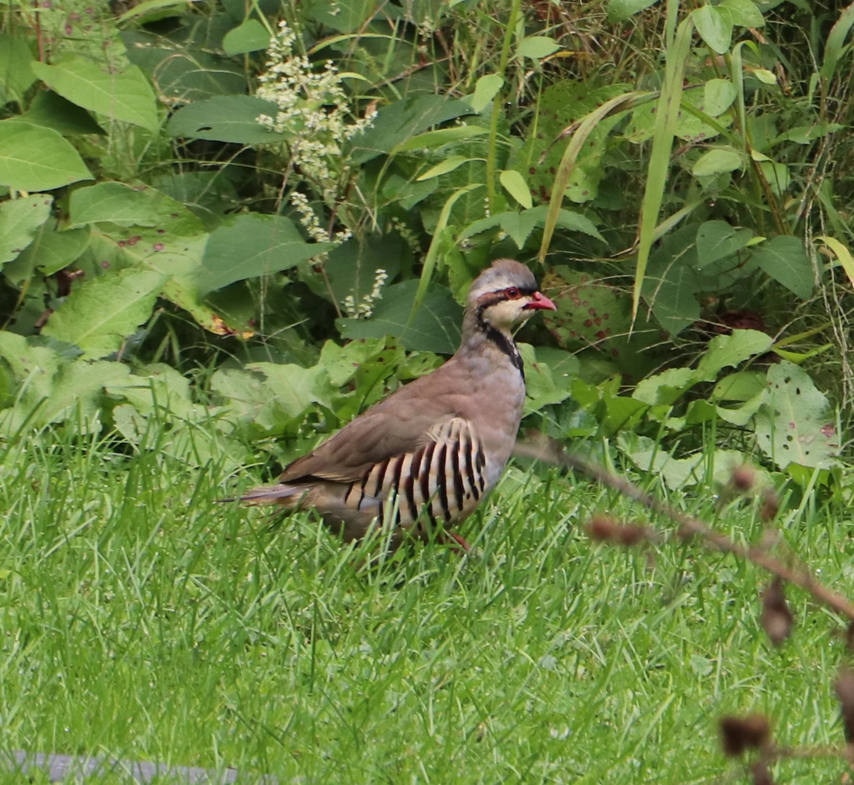 Partridge in Michigan