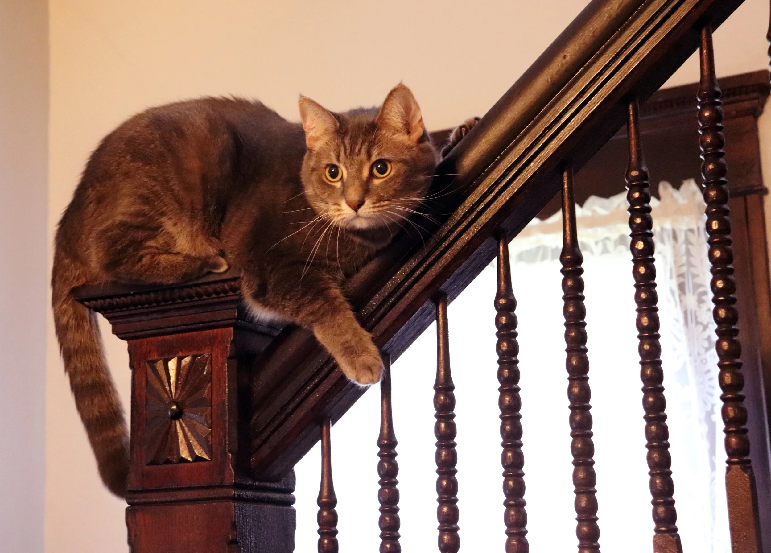 A brown tabby cat lying on a wooden staircase railing, looking and reaching down with alert eyes.