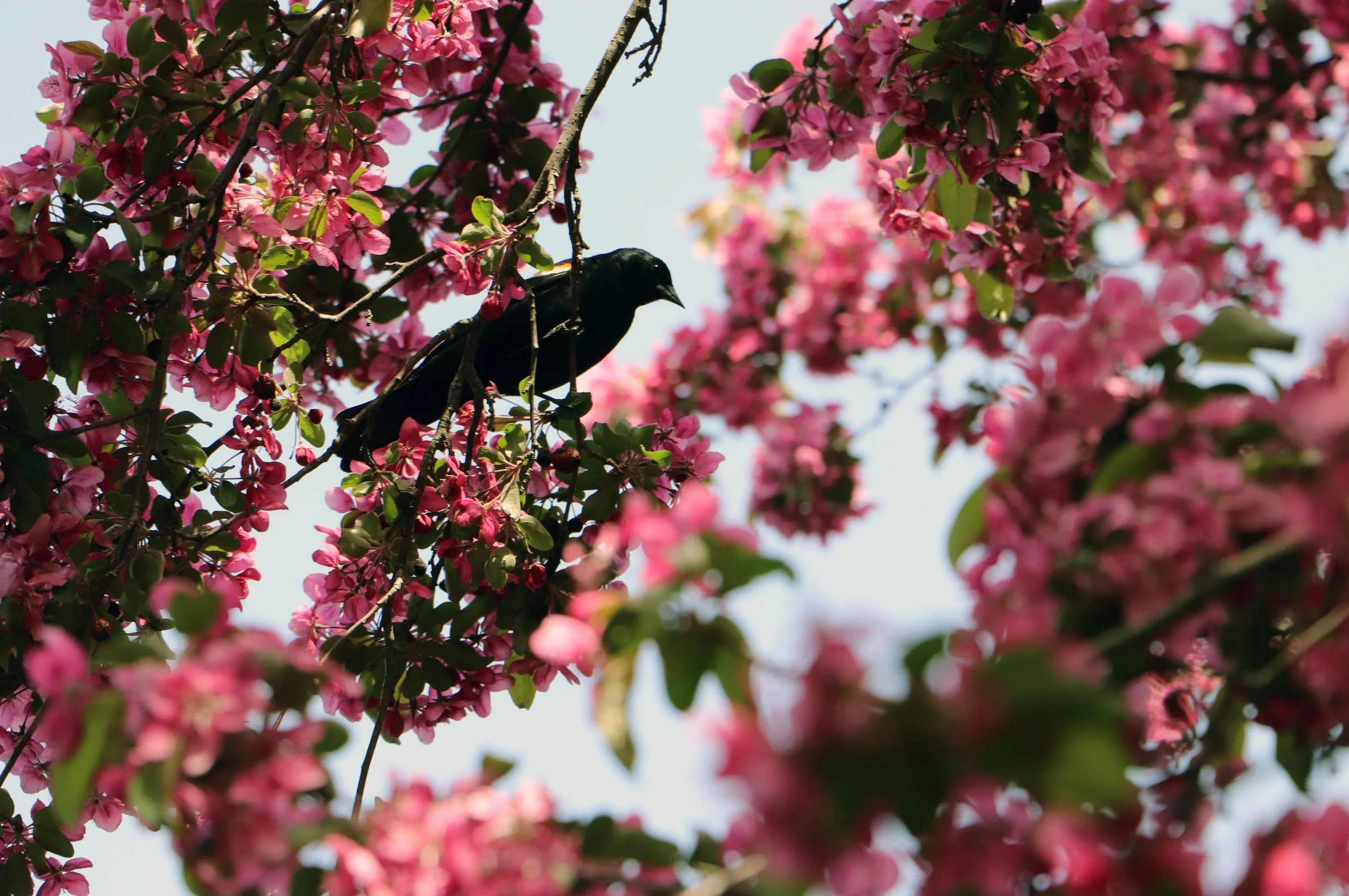 A black bird perched on a branch of a flowering tree with pink blossoms.