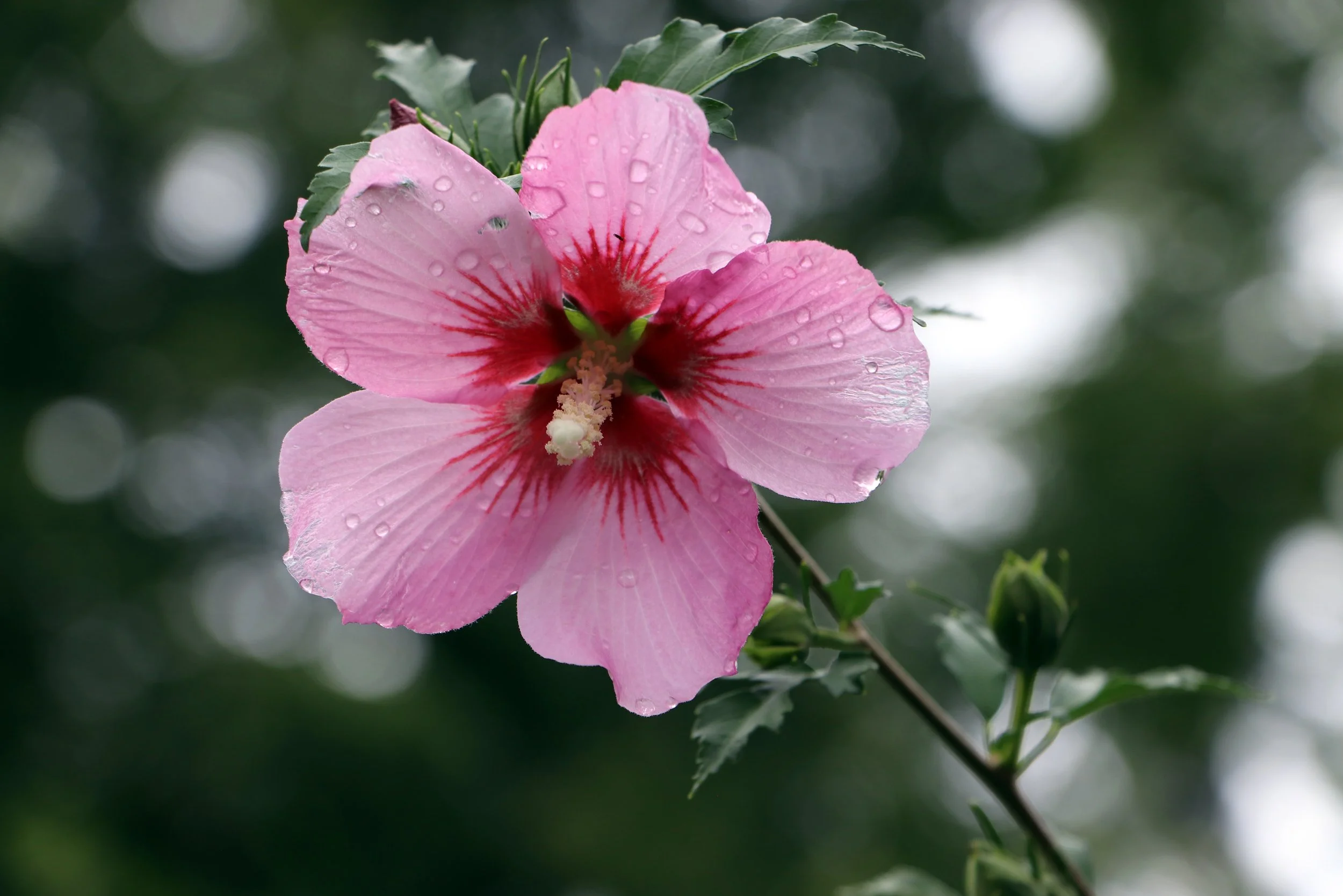 Close-up of a pink  rose of sharon  hibiscus flower with raindrops on its petals, green leaves, and a blurred green background.