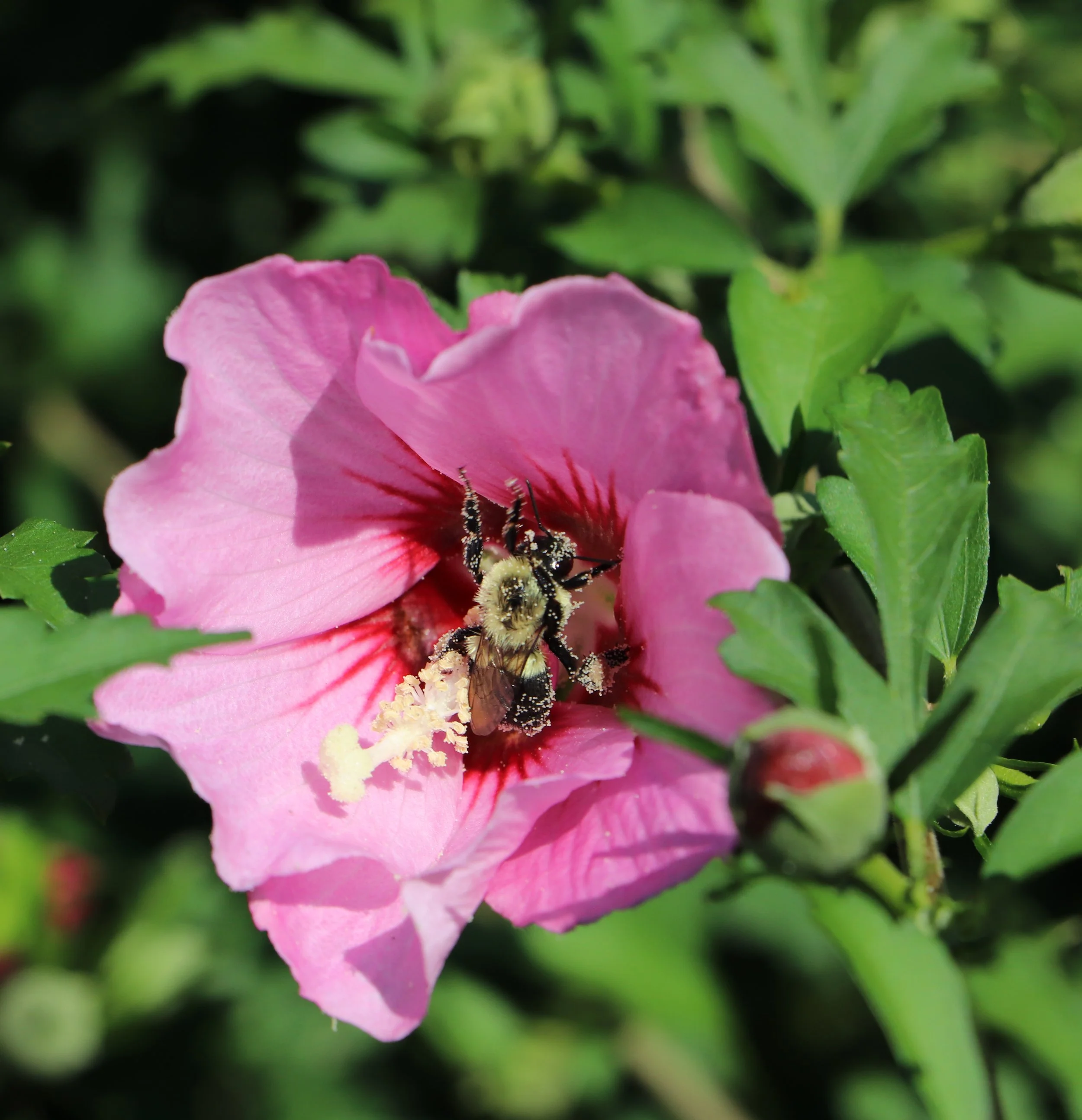 Bee in a rose of sharon flower