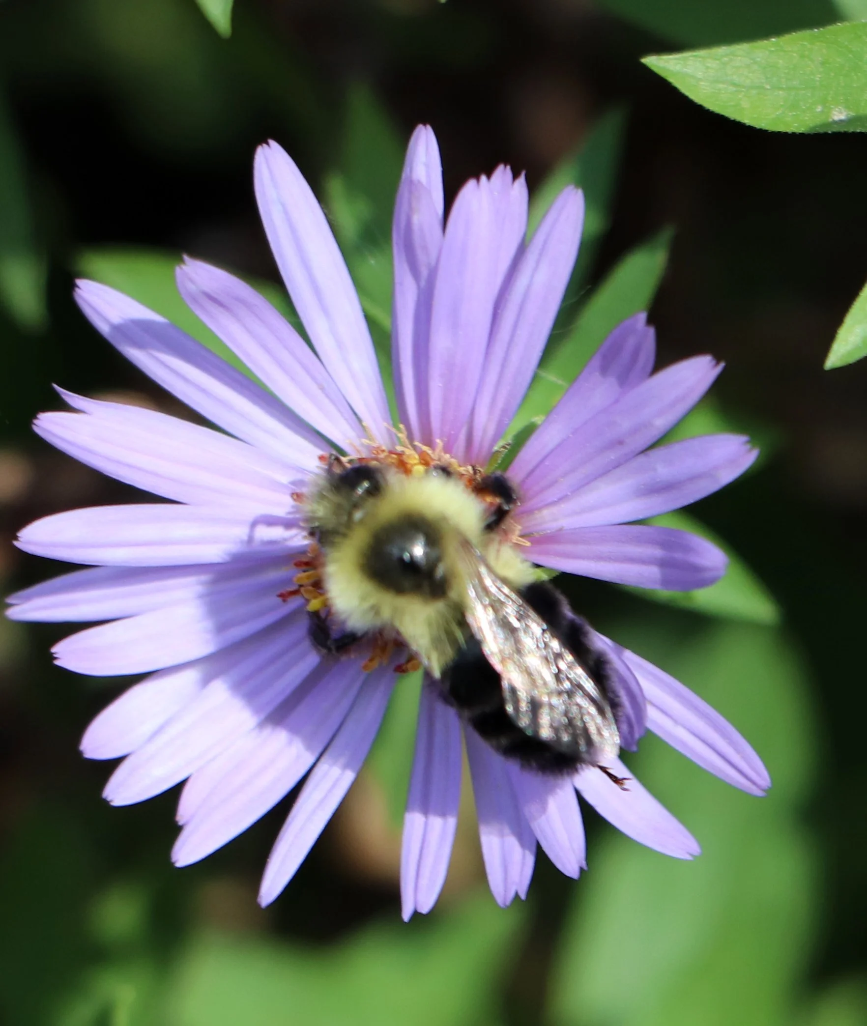Bee in Aster flower