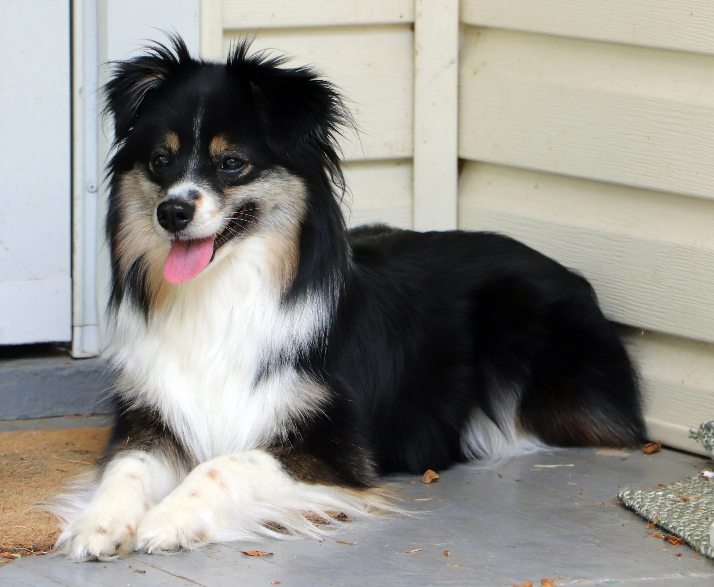 Aussie and Corgi Mix Auggie 