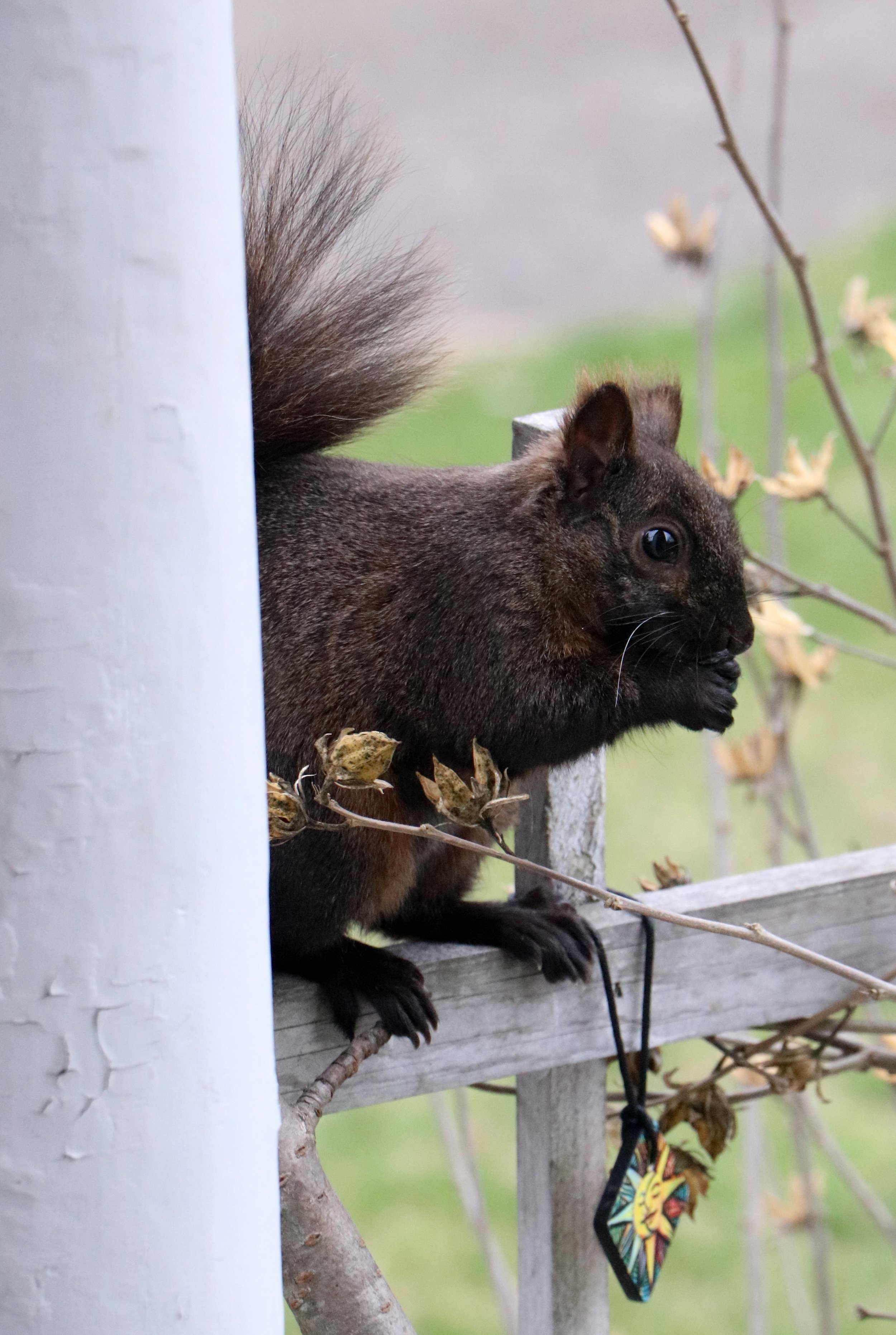 Black Squirrel