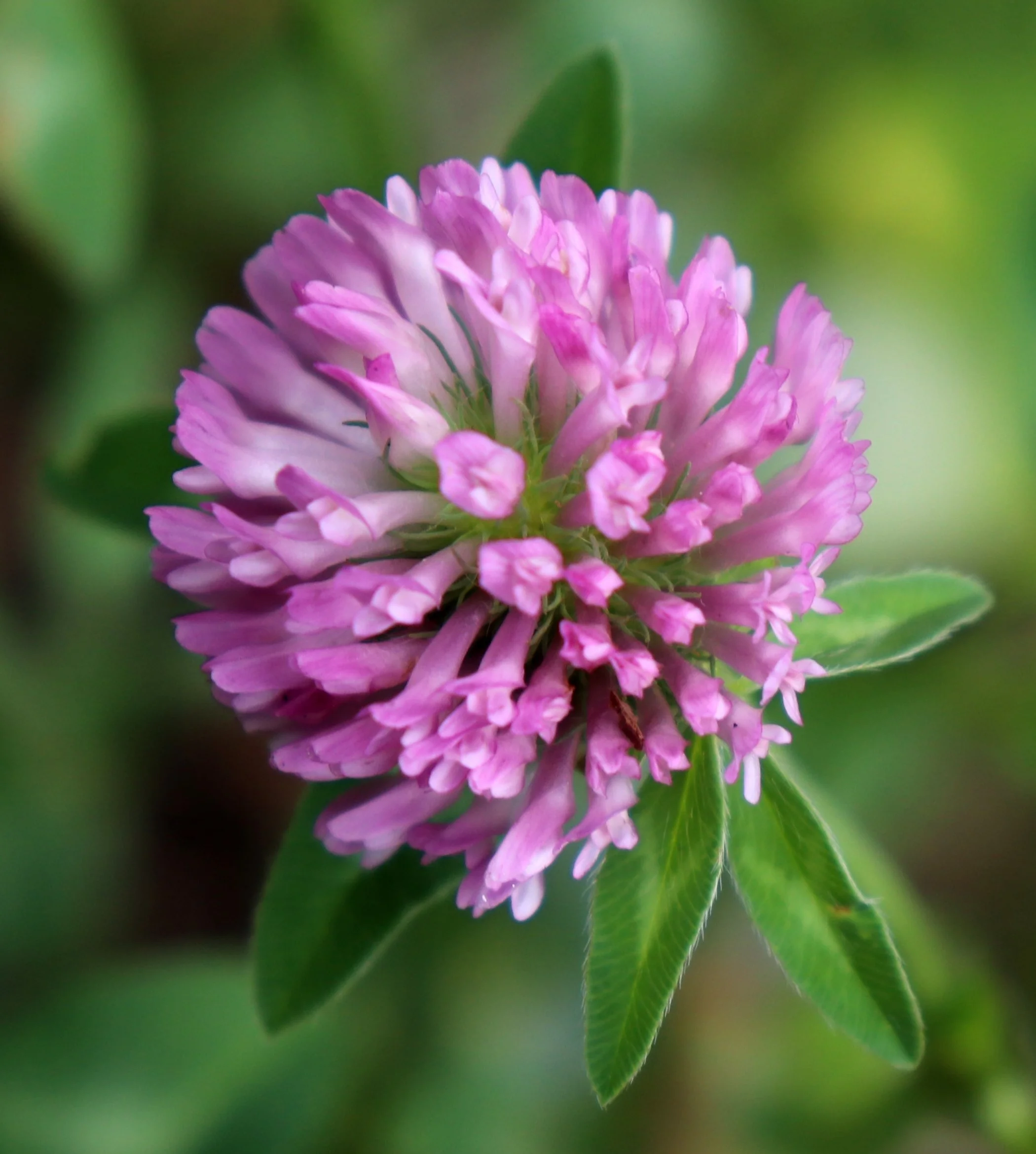 Close-up of a pink and white clover flower surrounded by green leaves and blurred background.