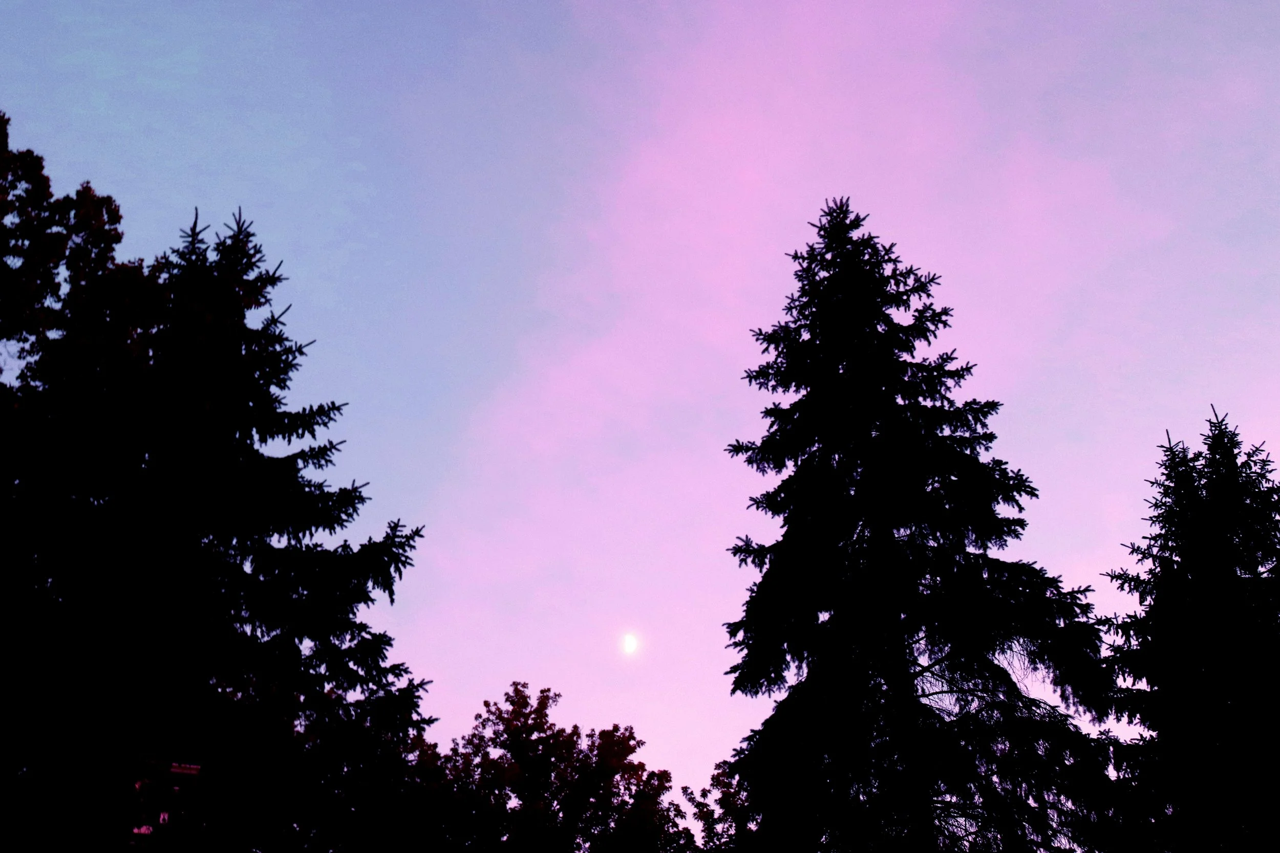 Silhouettes of tall trees against a twilight sky with pink and purple hues.