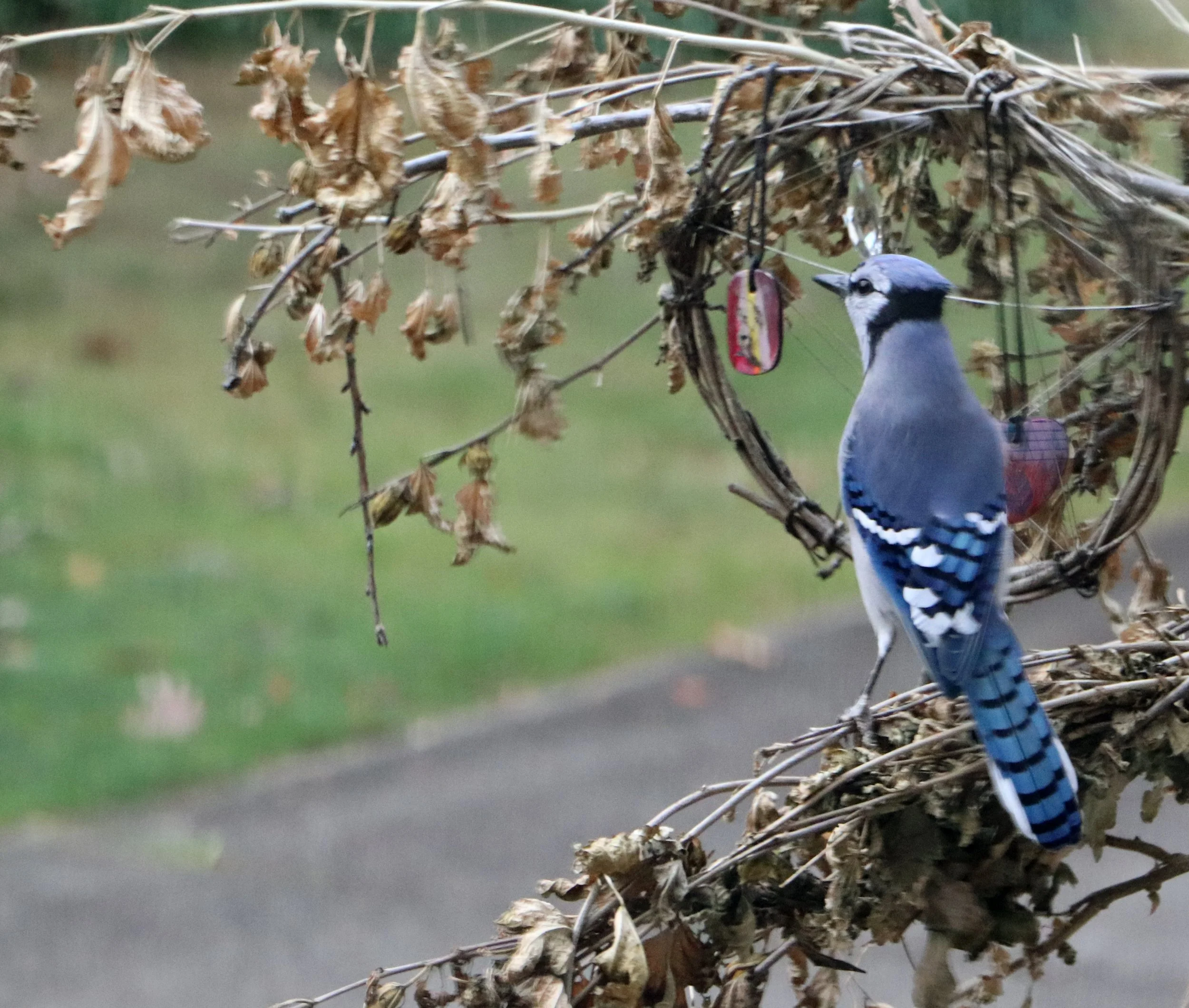 Bluejay
