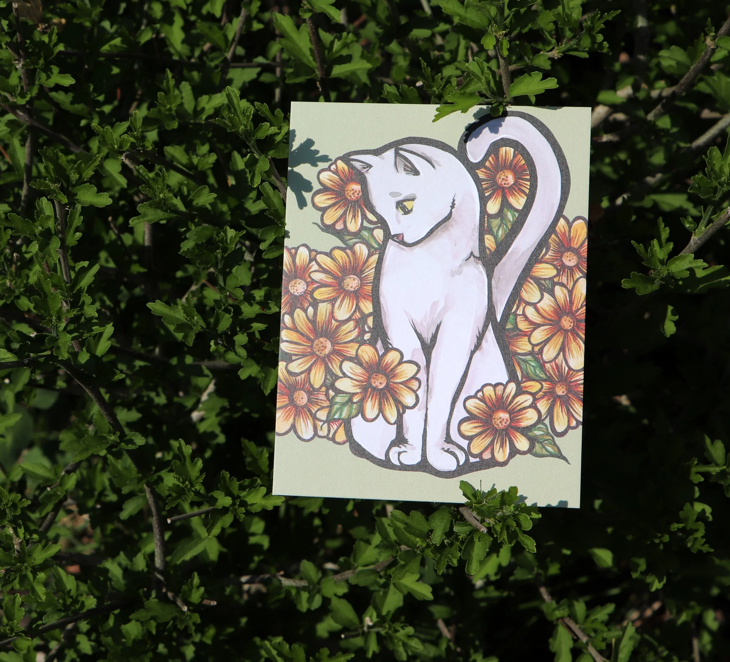 white cat postcards