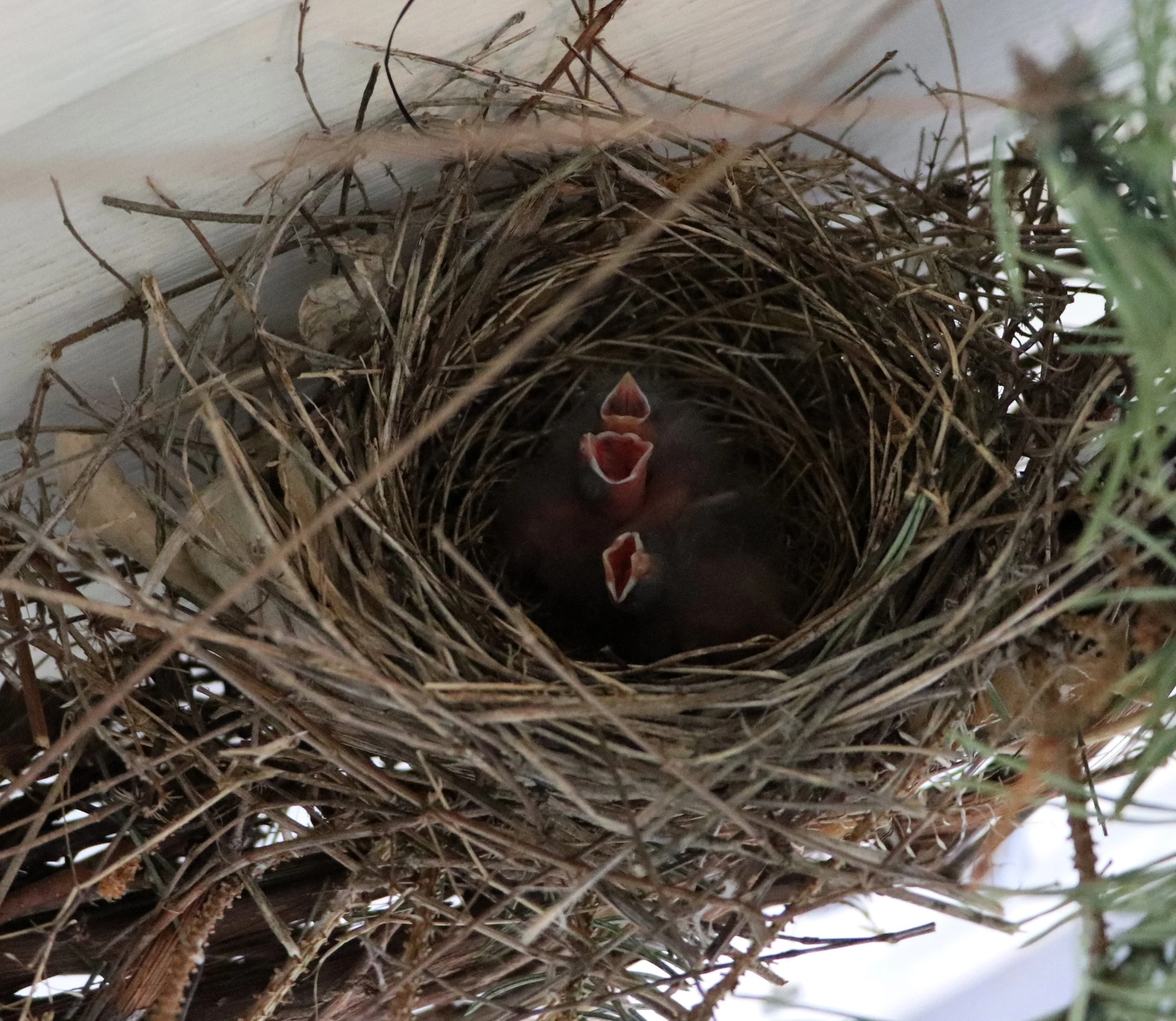 baby birds
