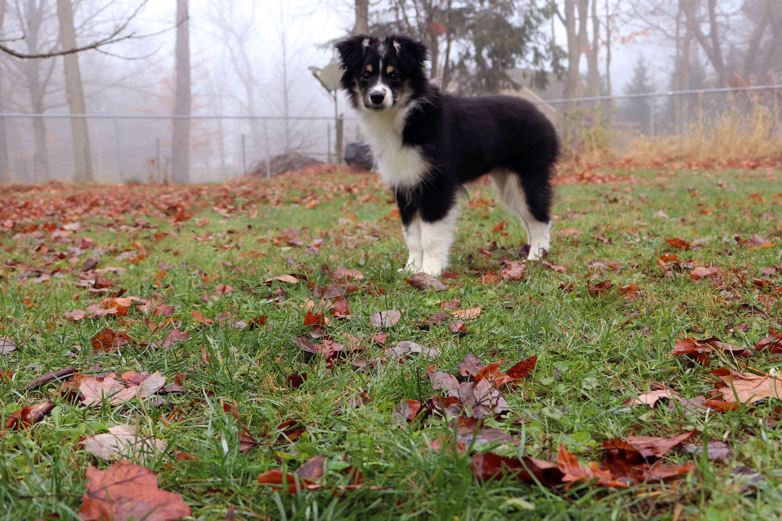 Australian Shepherd Corgi Mix Australian Shepherd Corgi delight a whirlwind of fur a spark of light playful paws quick and small a loyal mix that gives its all