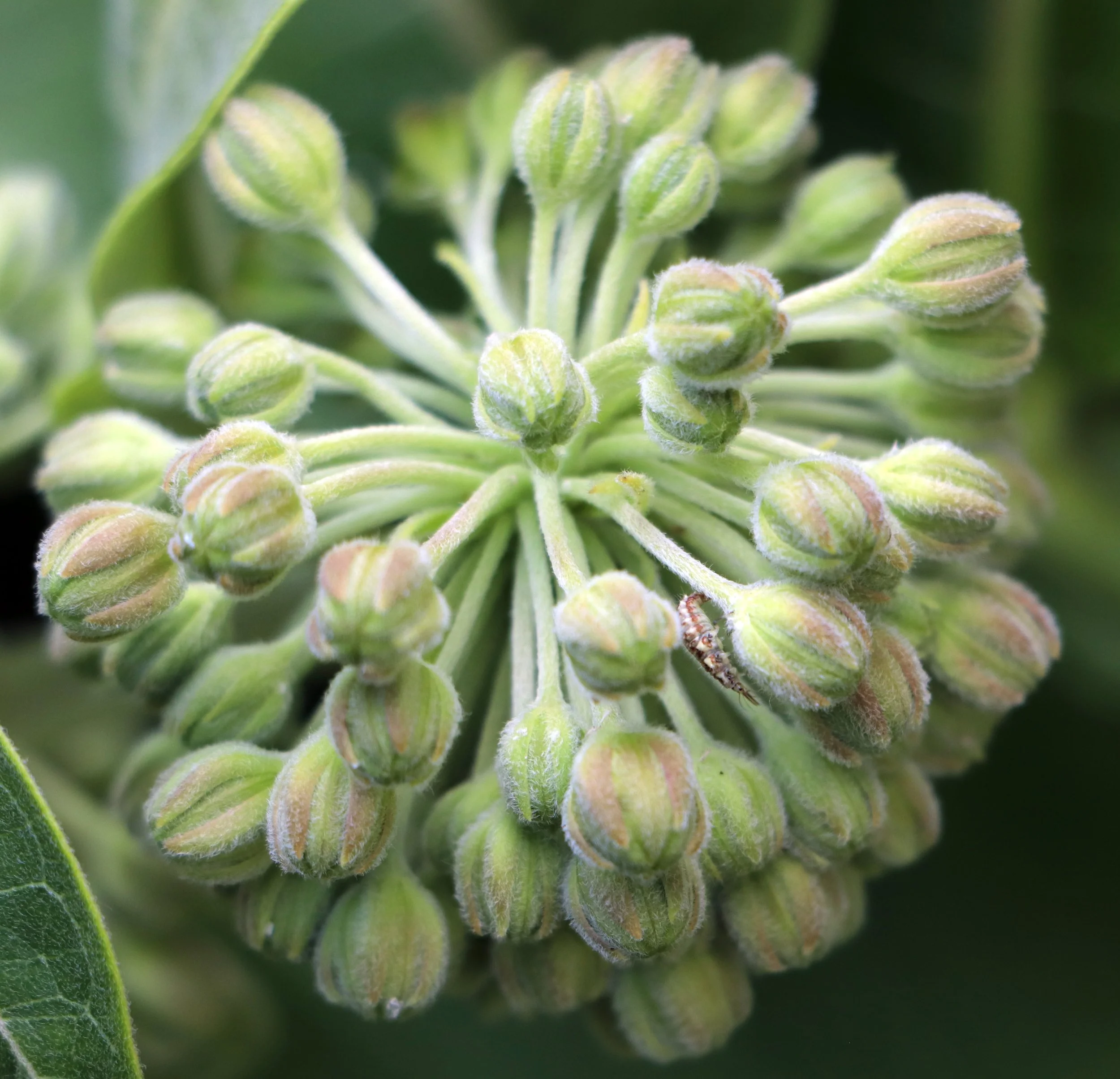 Milkweed