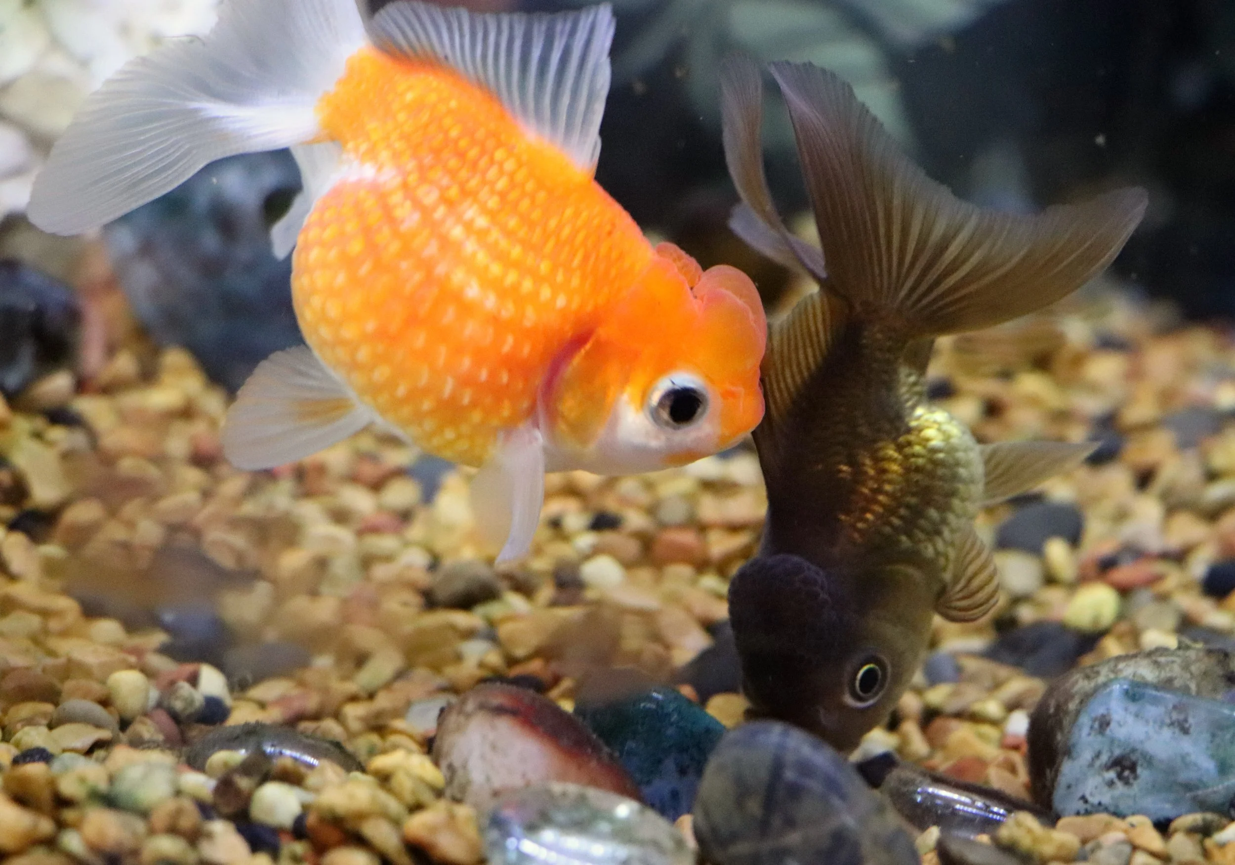 fancy goldfish