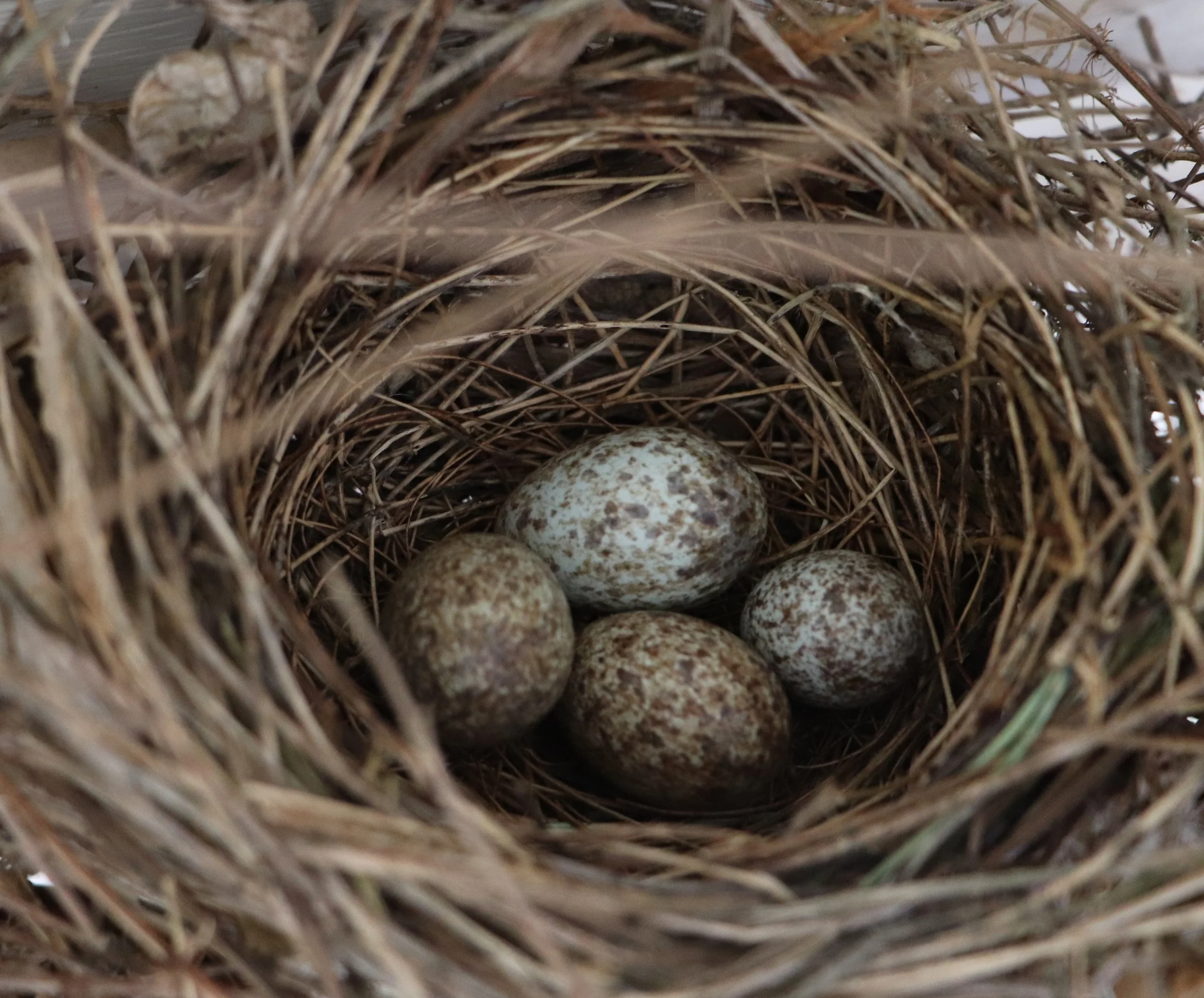 A bird's nest made of twigs and grass with five speckled eggs inside.