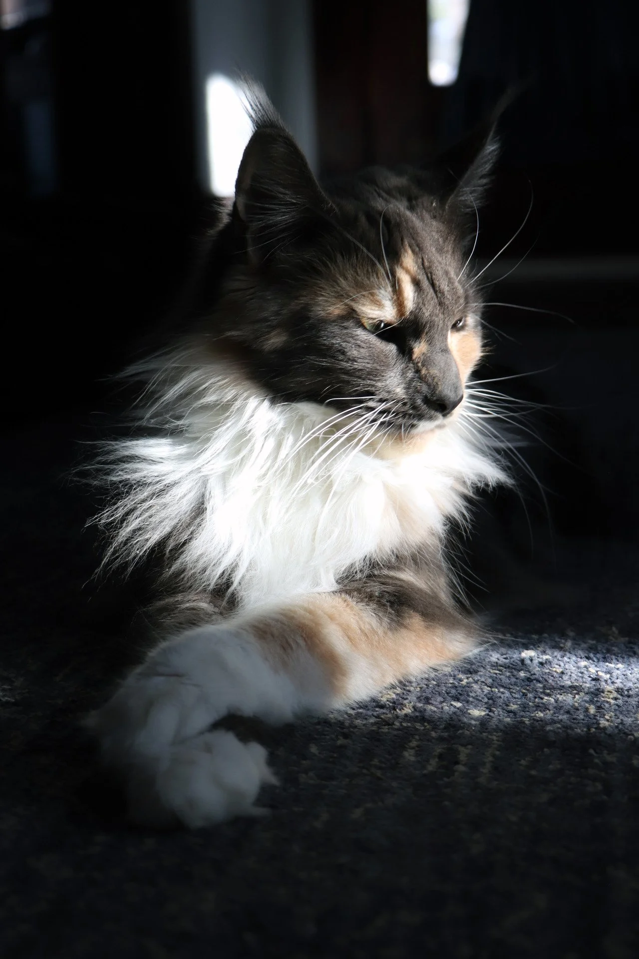 The Maine Coon cat, with its majestic appearance, can sometimes be a dilute calico, displaying soft pastel shades in its fur.