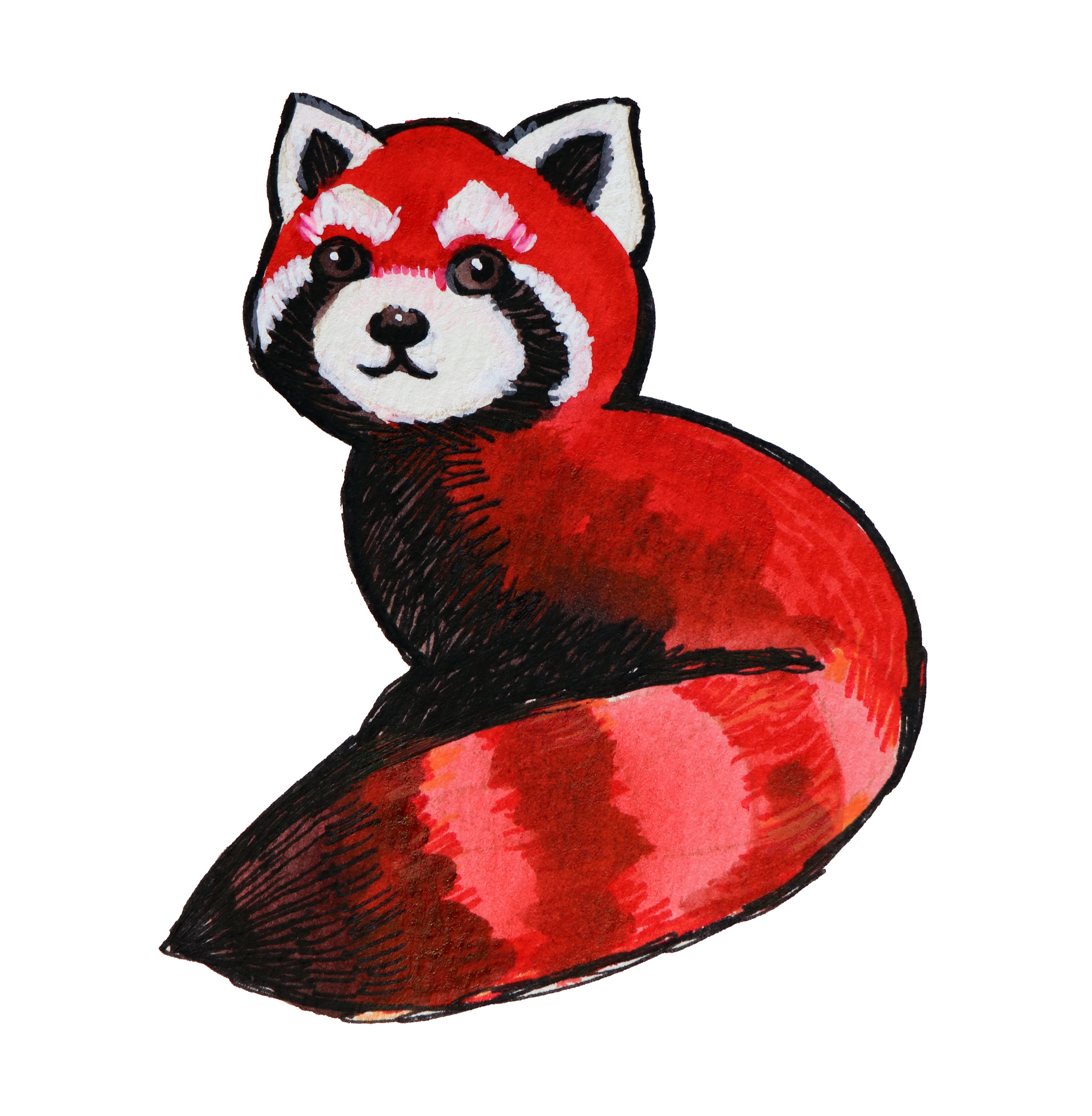 Colored drawing of a red panda with white highlights, facing forward, with expressive eyes and pointed ears.