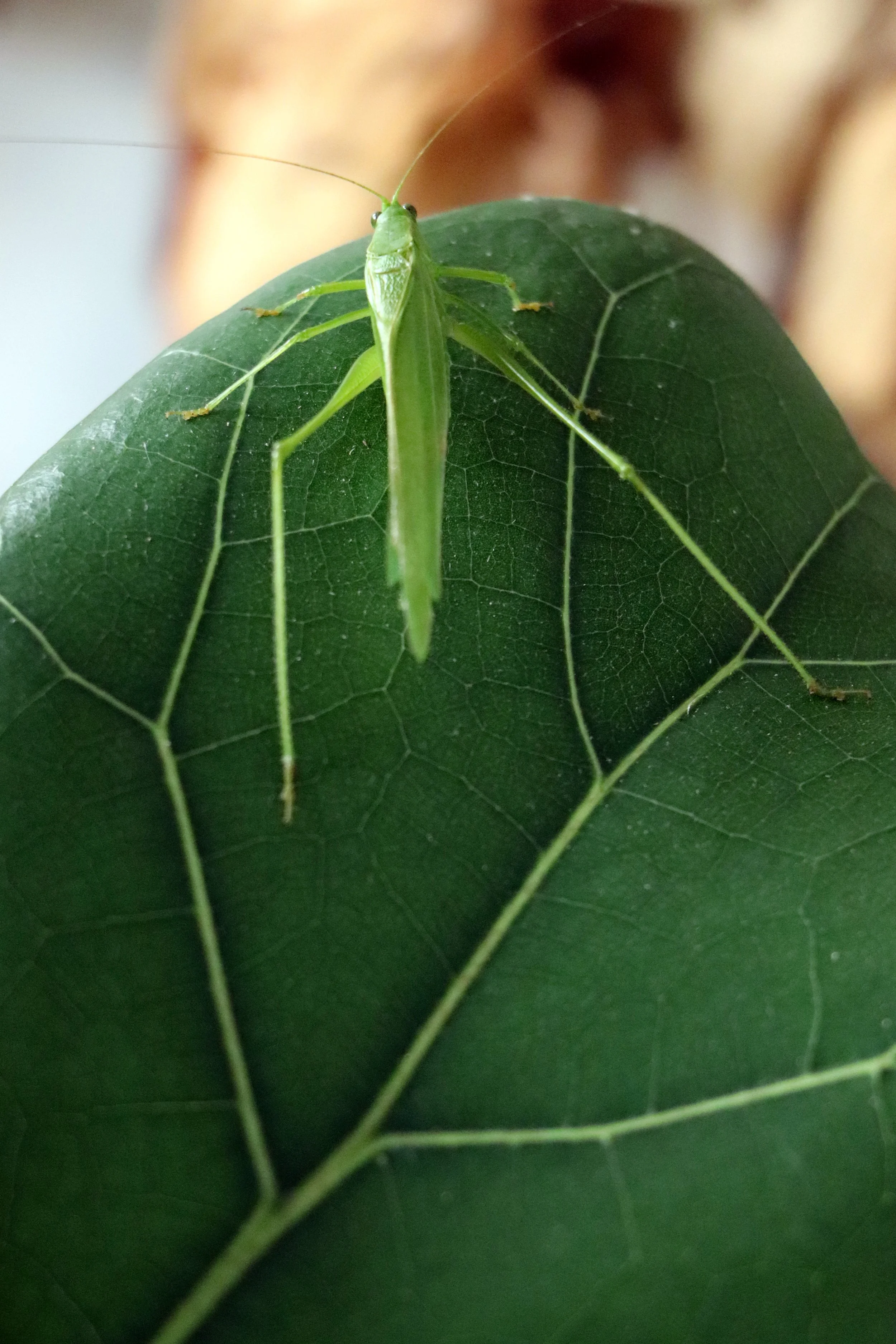 Close-up of a green grasshopper sitting on a green leaf.