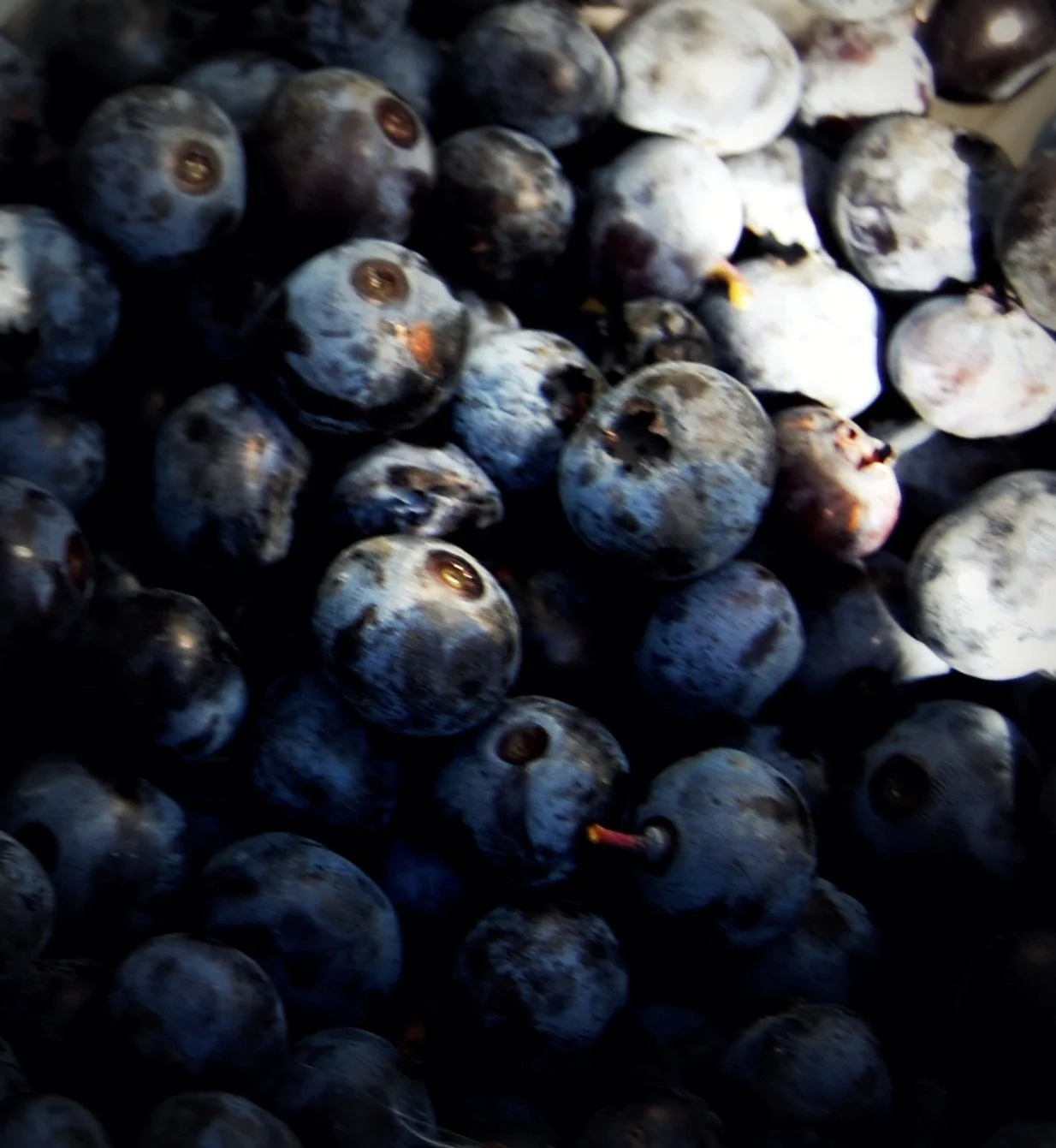 Blueberries