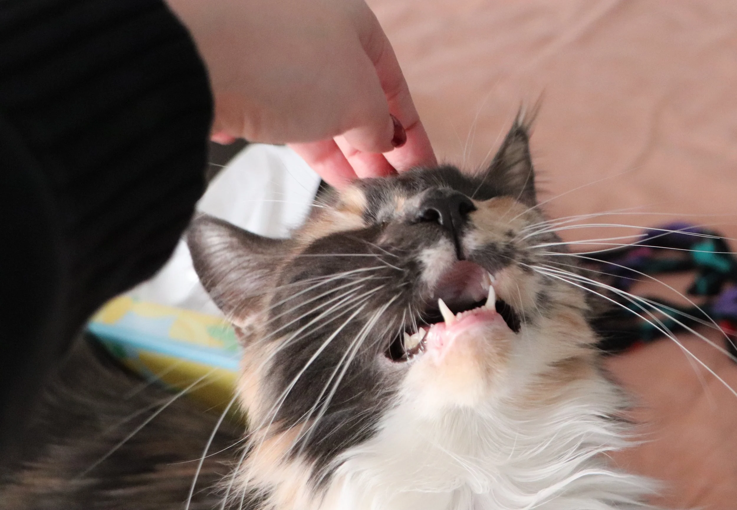 Grey Dilute Calico Maine Coon Cat 