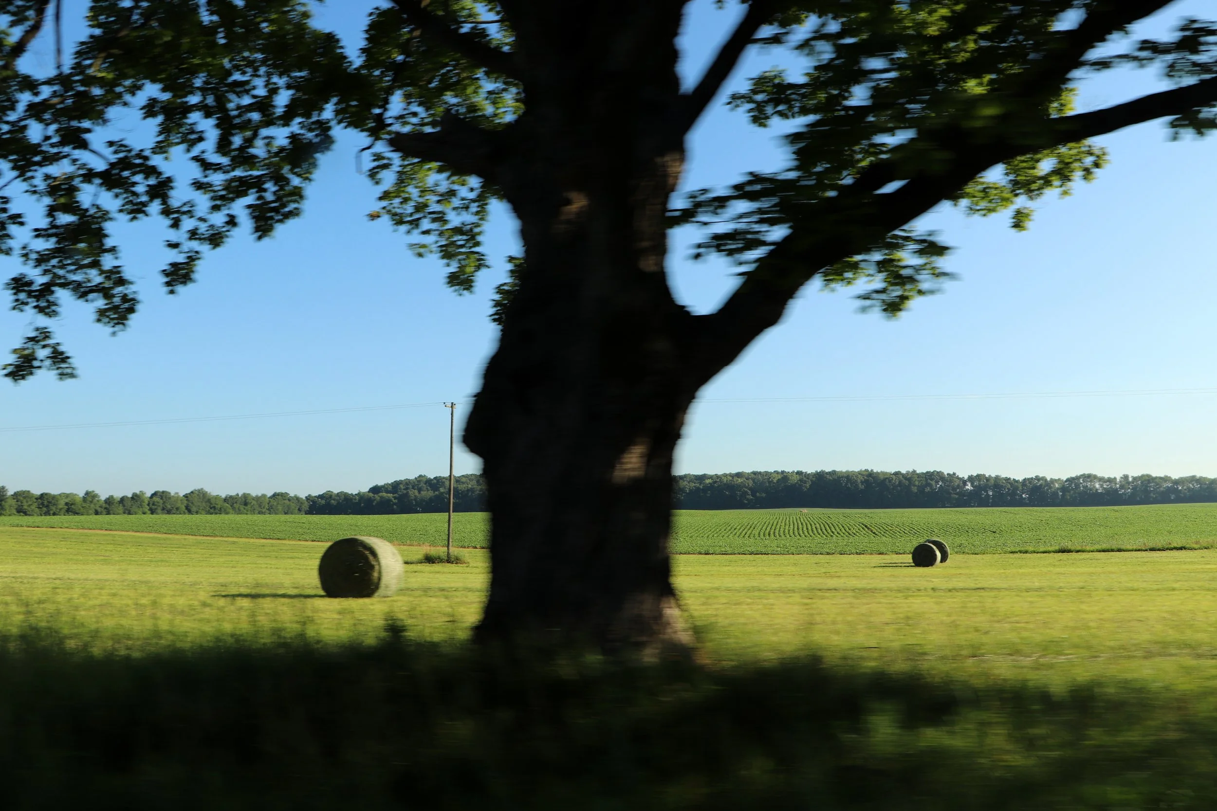 A rural landscape featuring a large tree in the foreground, green fields, hay bales, and a utility pole against a blue sky.