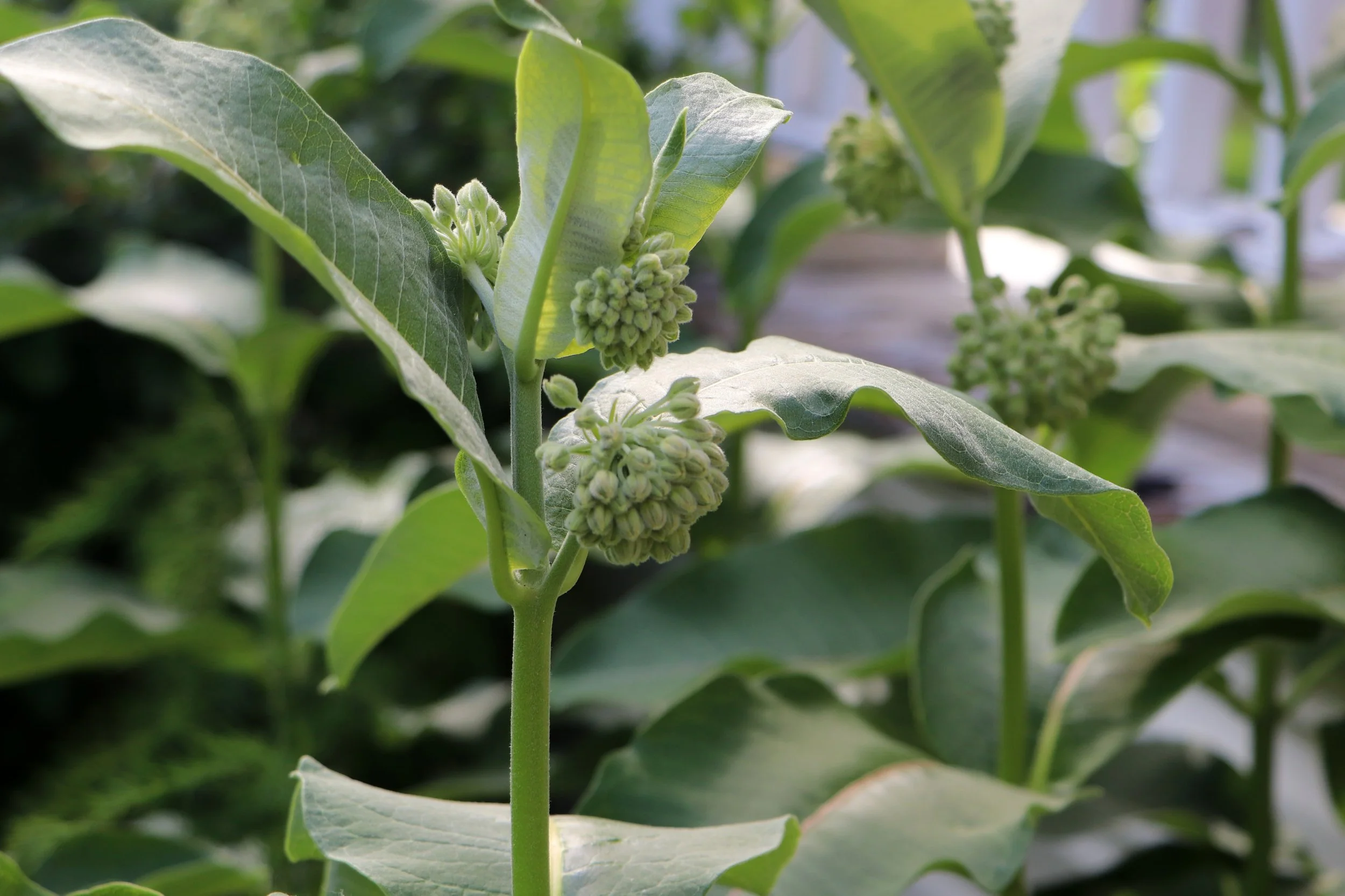 Milkweed