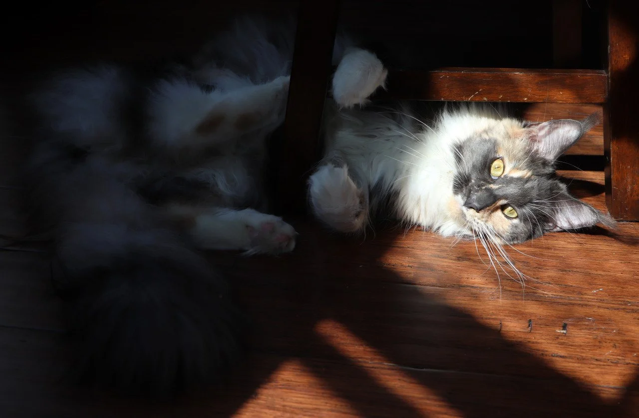 "In the canvas of life, cats paint strokes of whimsy and grace."