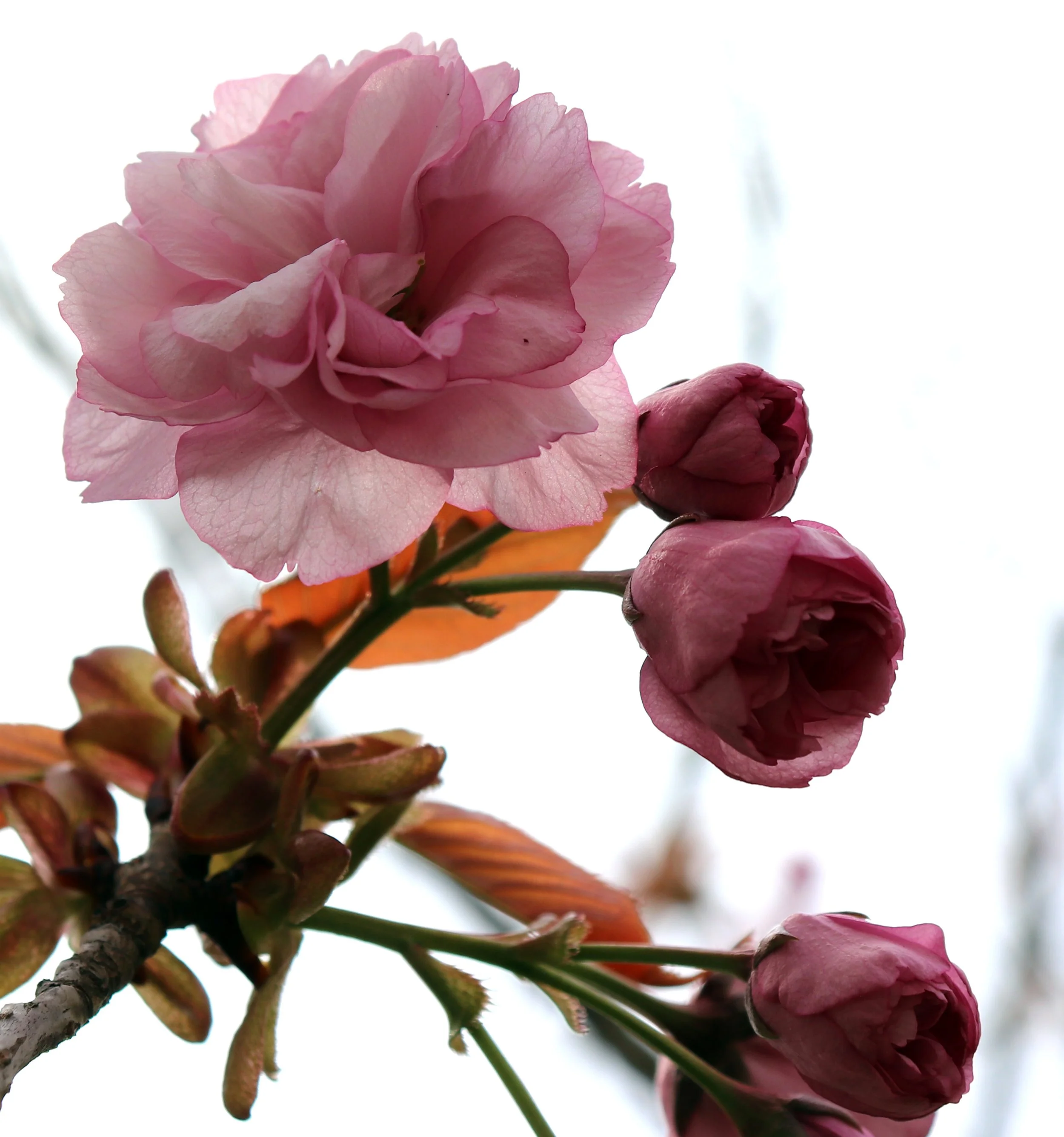Close-up of pink flower with multiple petals, some buds, and green stem against a bright background.