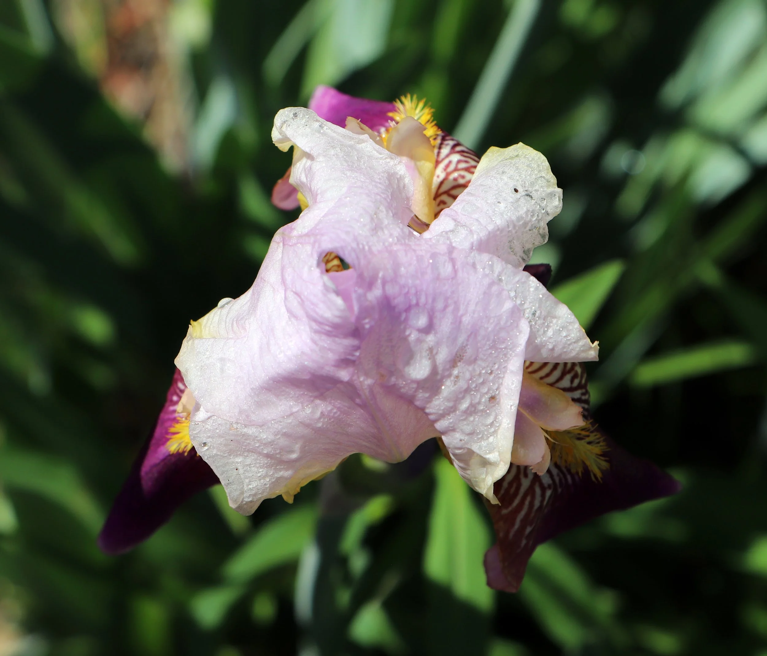 Tri-color dewy iris 