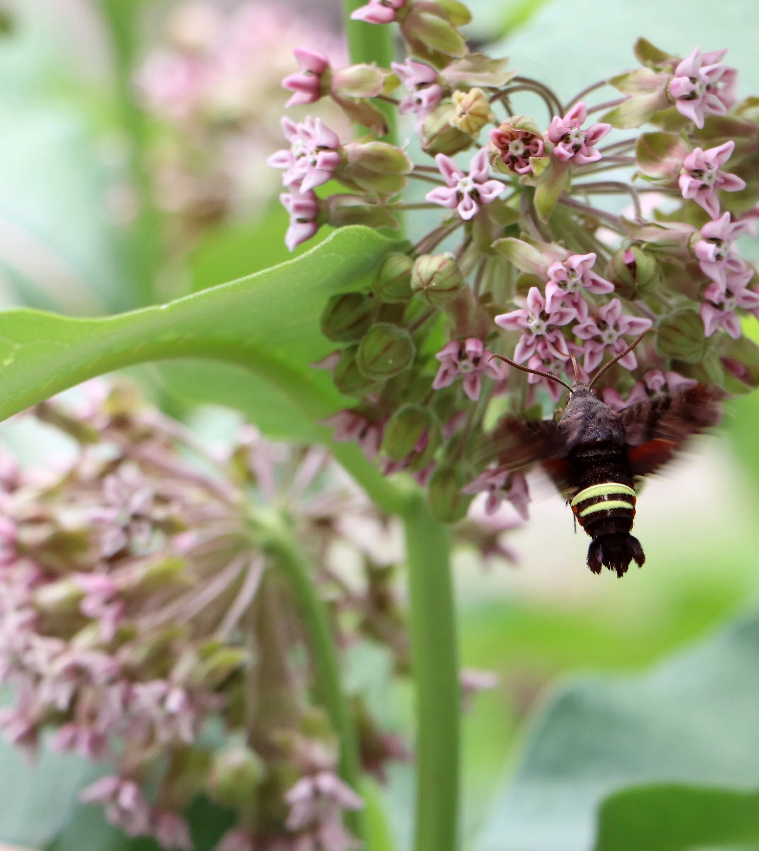 Close-up of a butterfly sitting on a cluster of small pink flowers with green leaves and stems in the background.