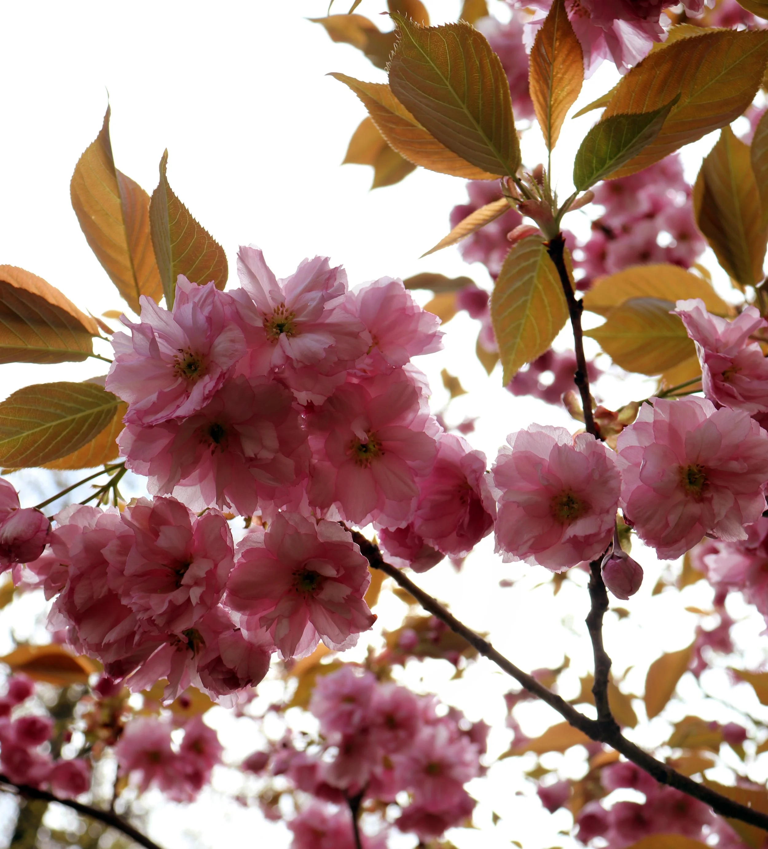 Close-up of pink cherry blossoms with brown and green leaves against a bright sky.