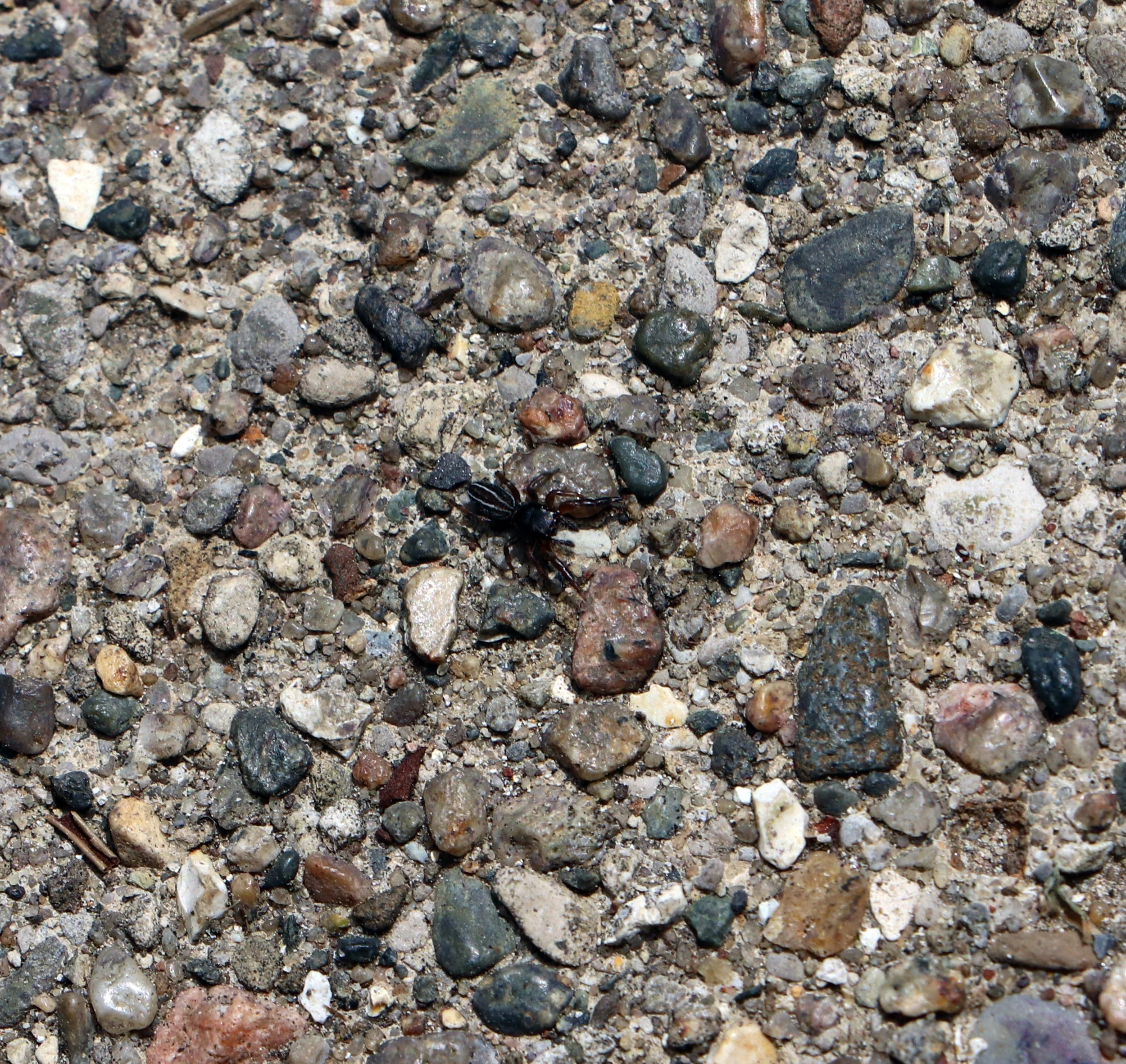 Baby Wolf Spider