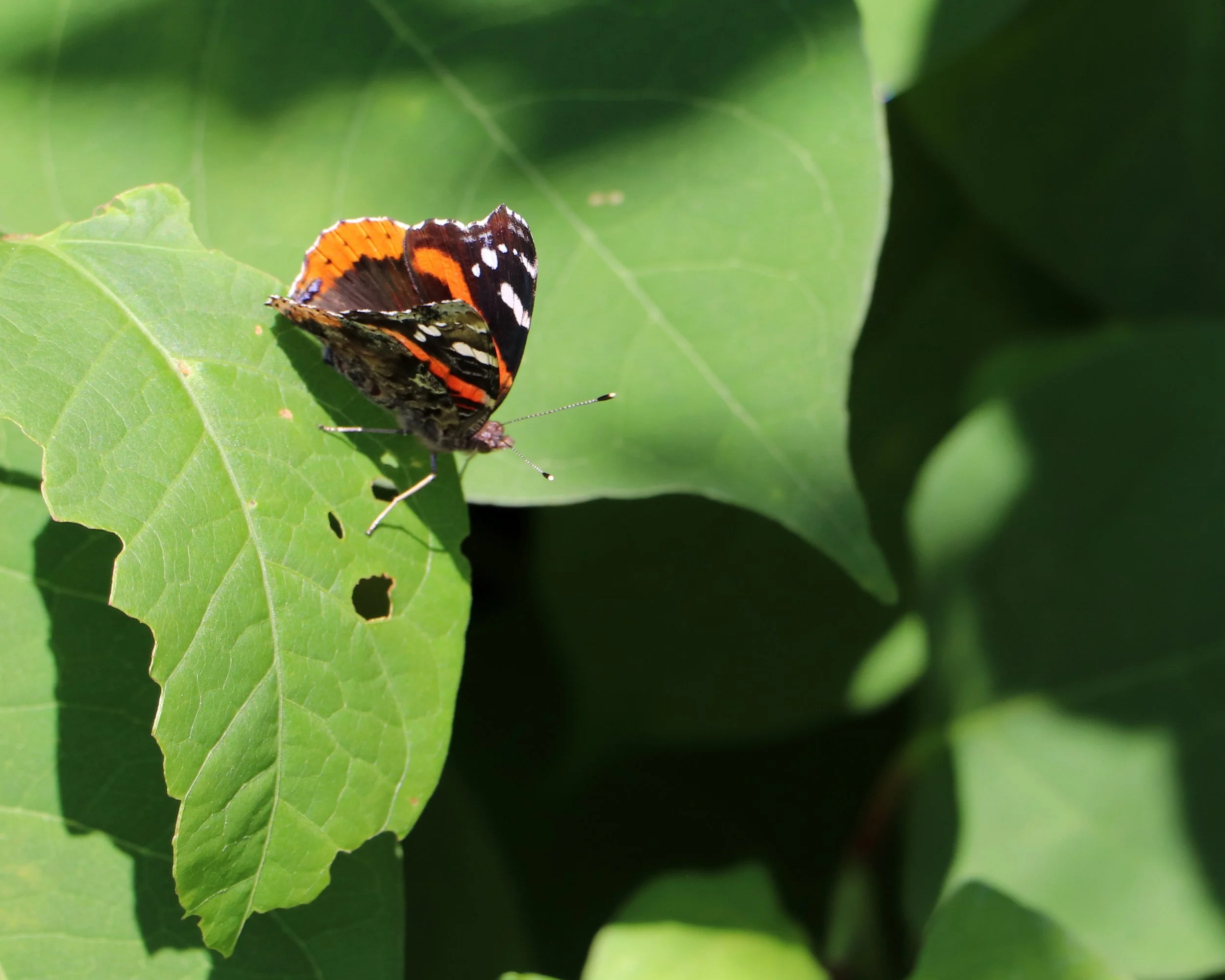 Close-up photographs of a Red Admiral butterfly (Vanessa atalanta) resting on vibrant green leaves, showcasing its striking black, orange, and white wing patterns. Captured in natural sunlight with detailed textures visible in both the butterfly and 