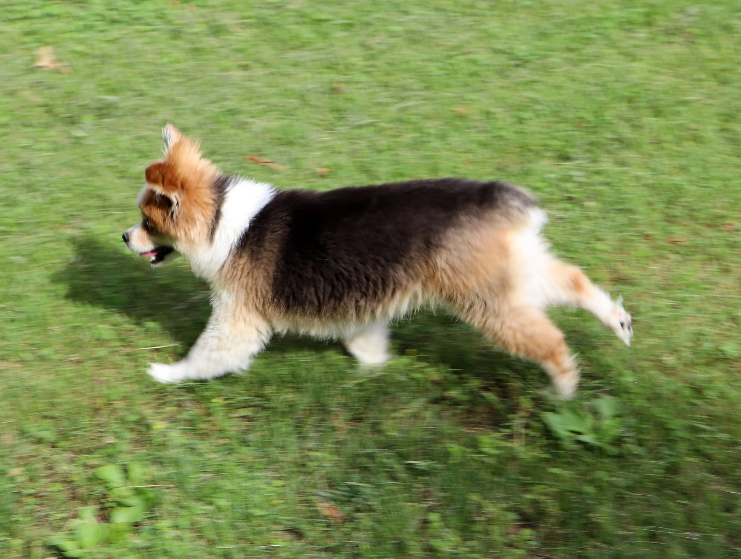 A fluffy dog with brown, black, and white fur running on a grassy field.