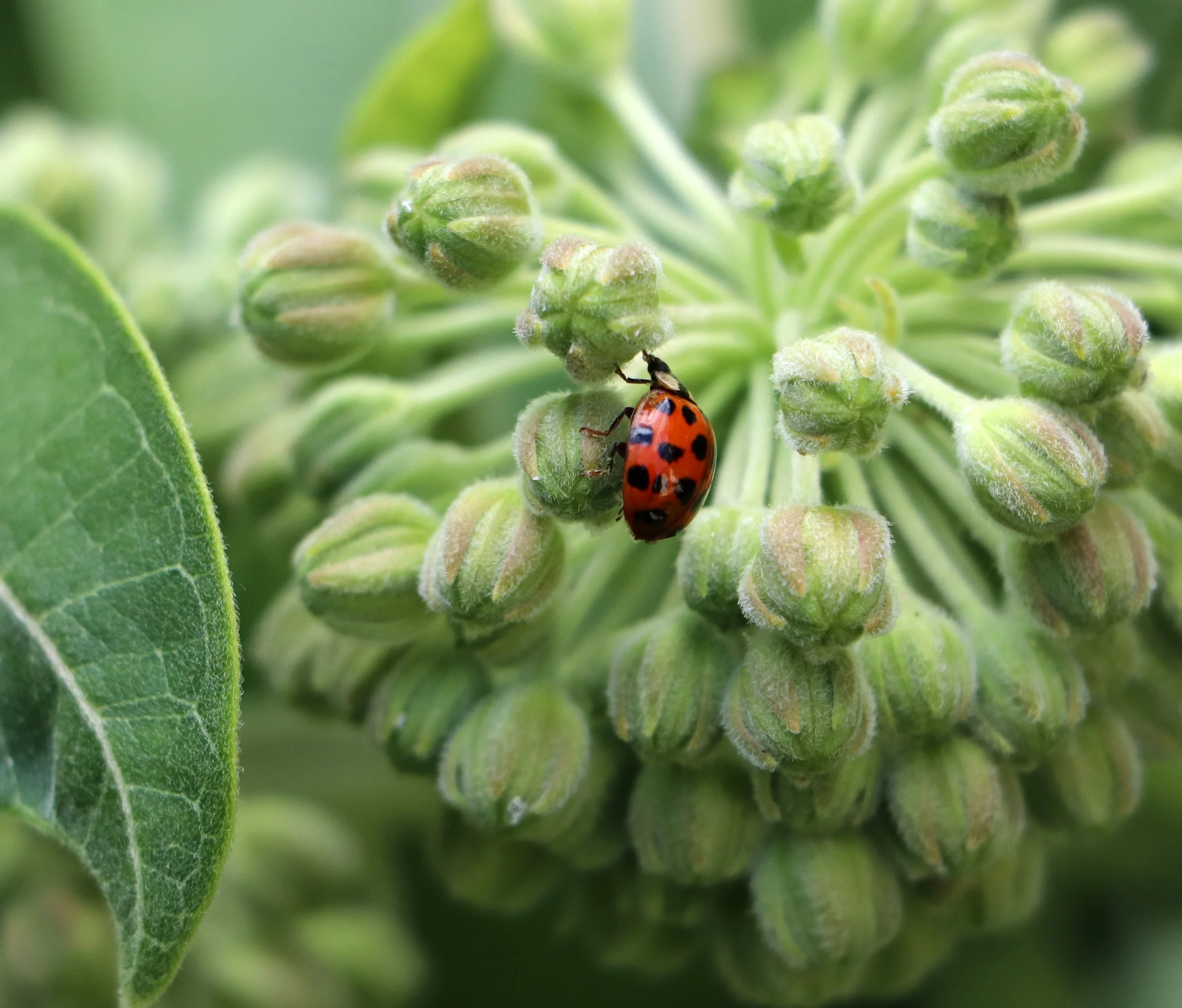 Milkweed