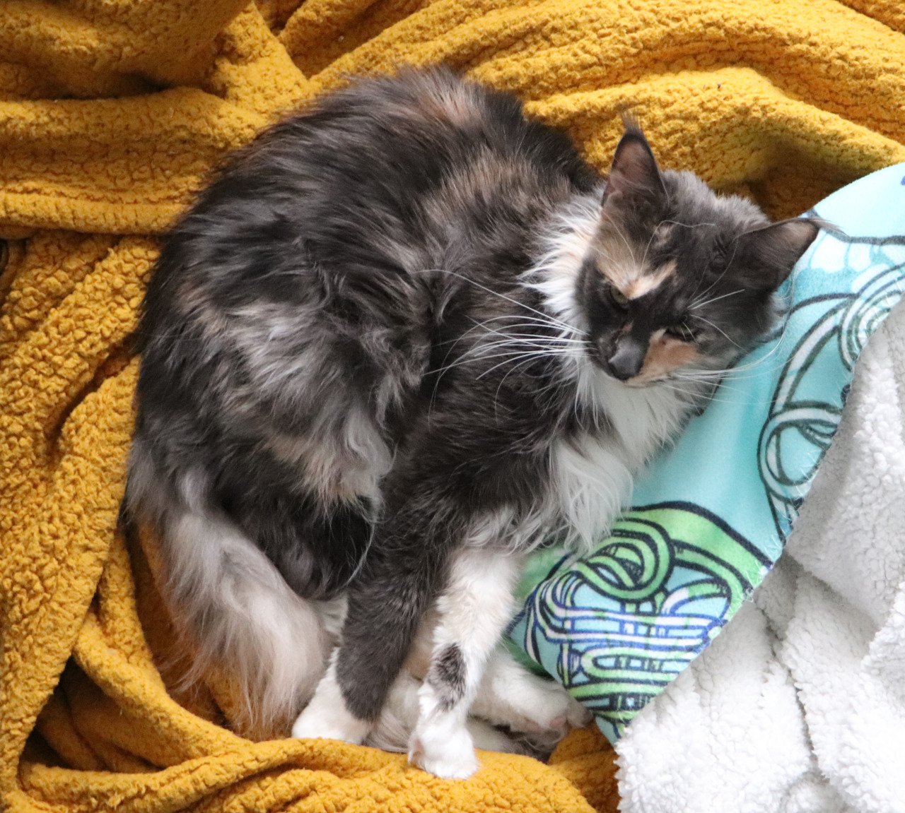 Maine Coons are famous for their intelligence, and this dilute calico kitty was no exception, solving puzzles with ease.