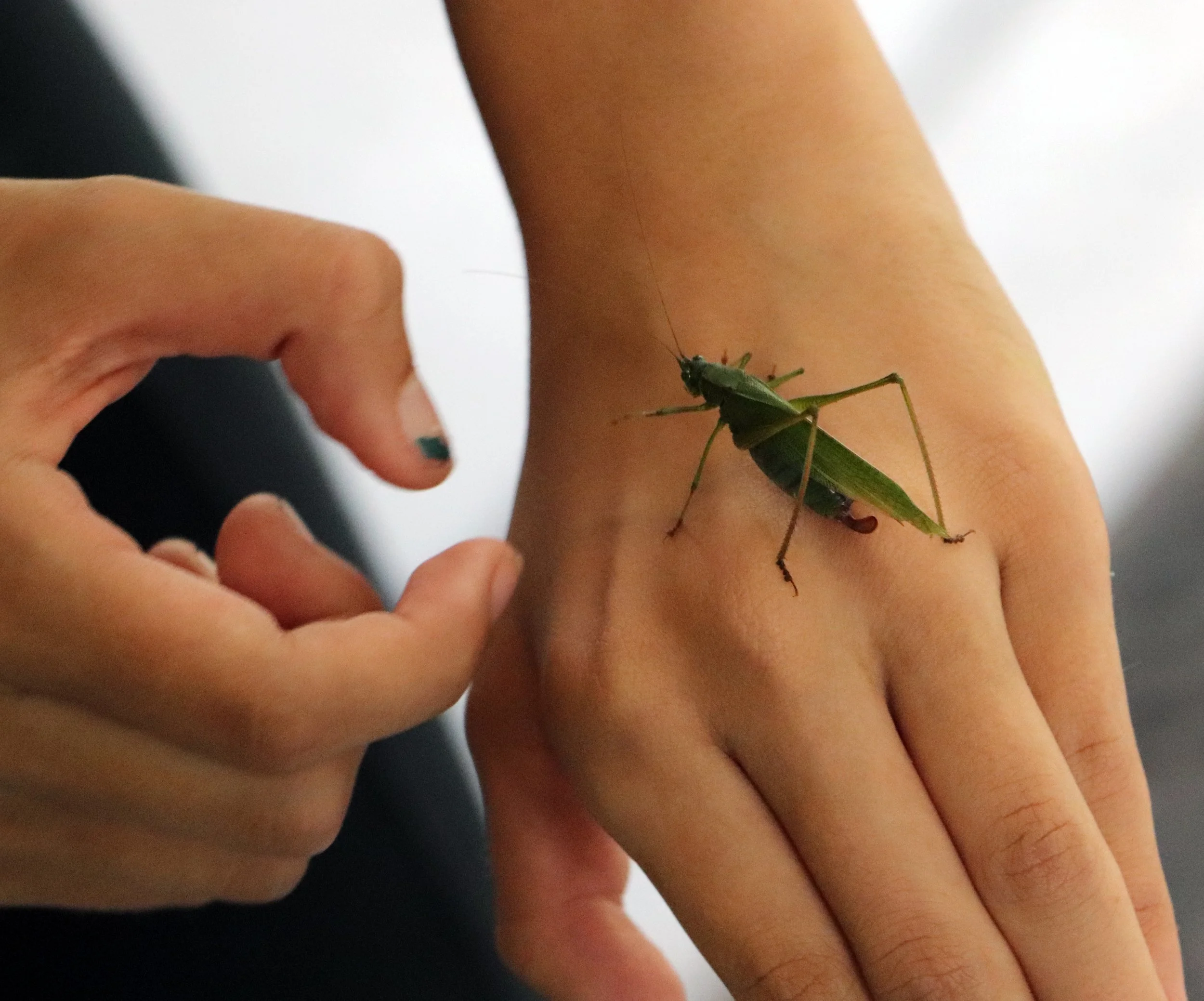 Katydid