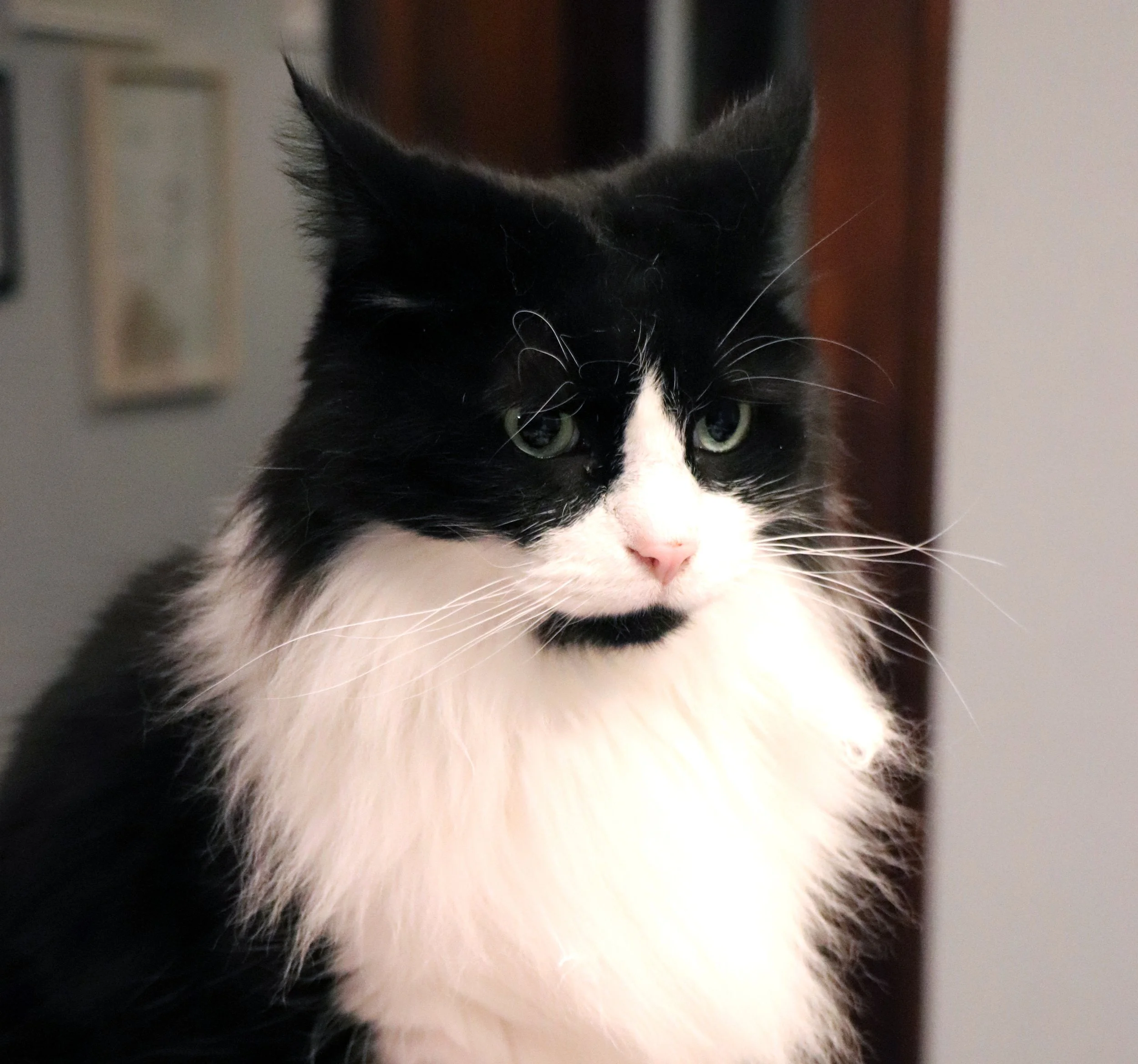 Tuxedo cat 
