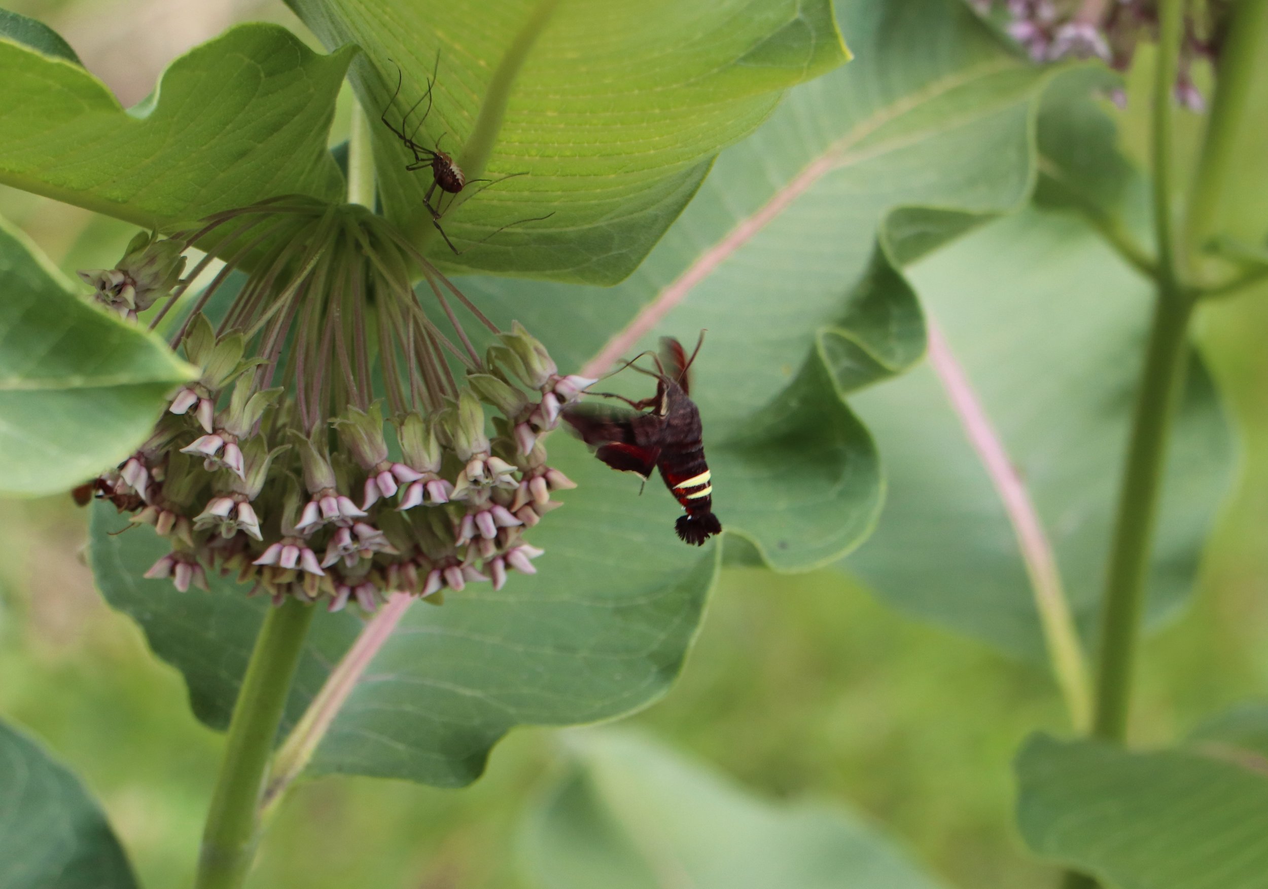 The "Teakettle" Caterpillar: If you ever spot one of their large, brown, horn-tailed caterpillars on a grapevine later this summer, give it a gentle nudge—they are famous for a bizarre defense mechanism where they force air through their foregut to m